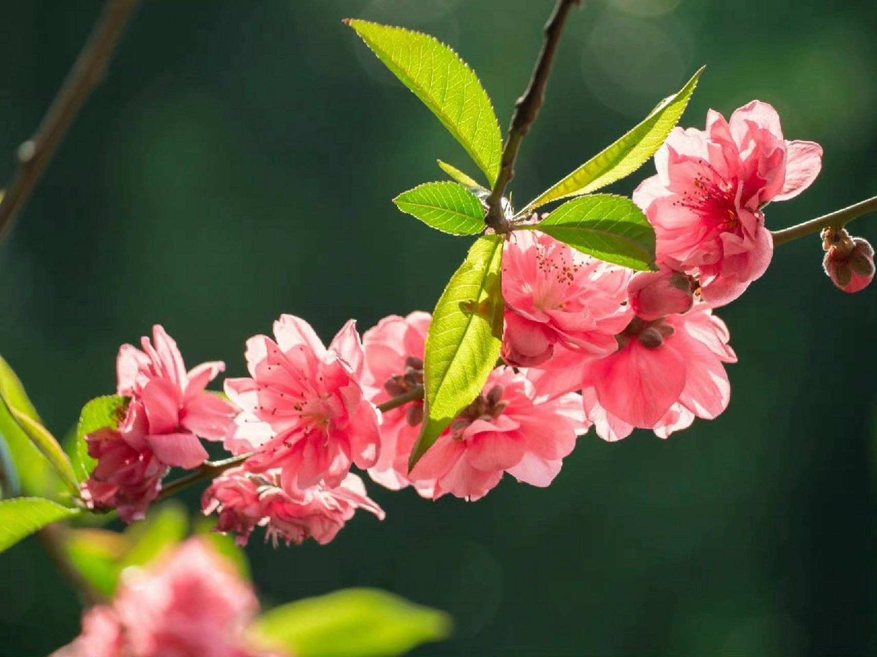 可羡瑶池碧桃树,碧桃红颊一千年.