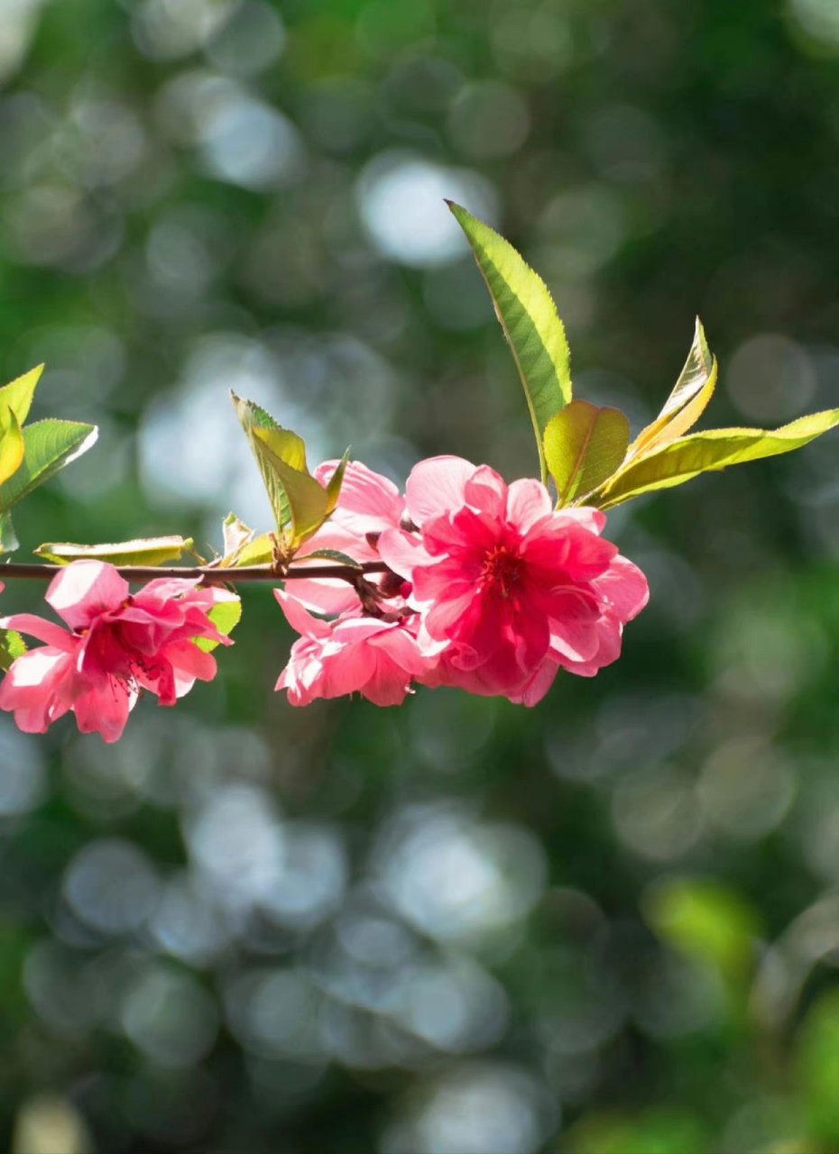 可羡瑶池碧桃树,碧桃红颊一千年.