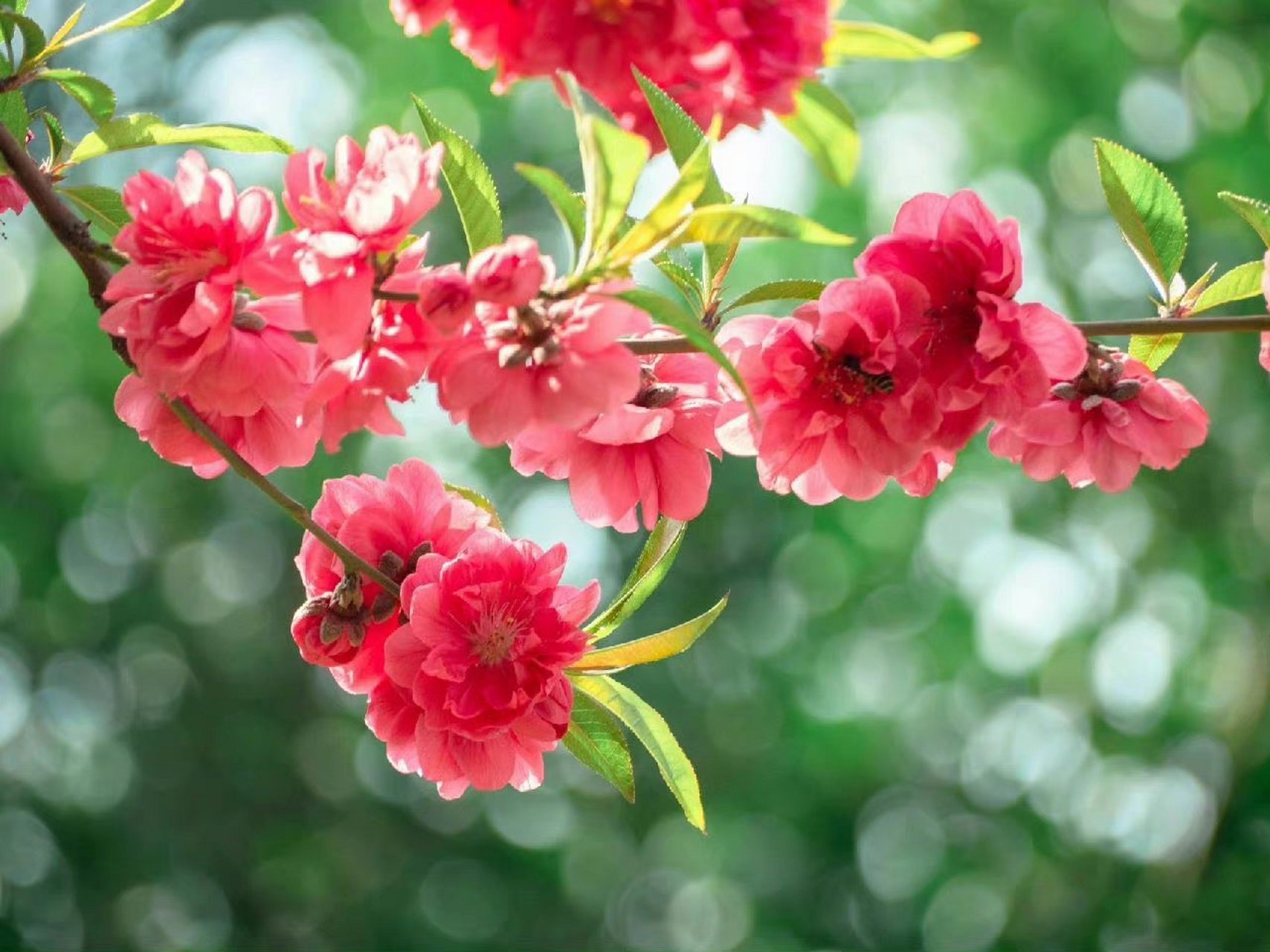 可羡瑶池碧桃树,碧桃红颊一千年.