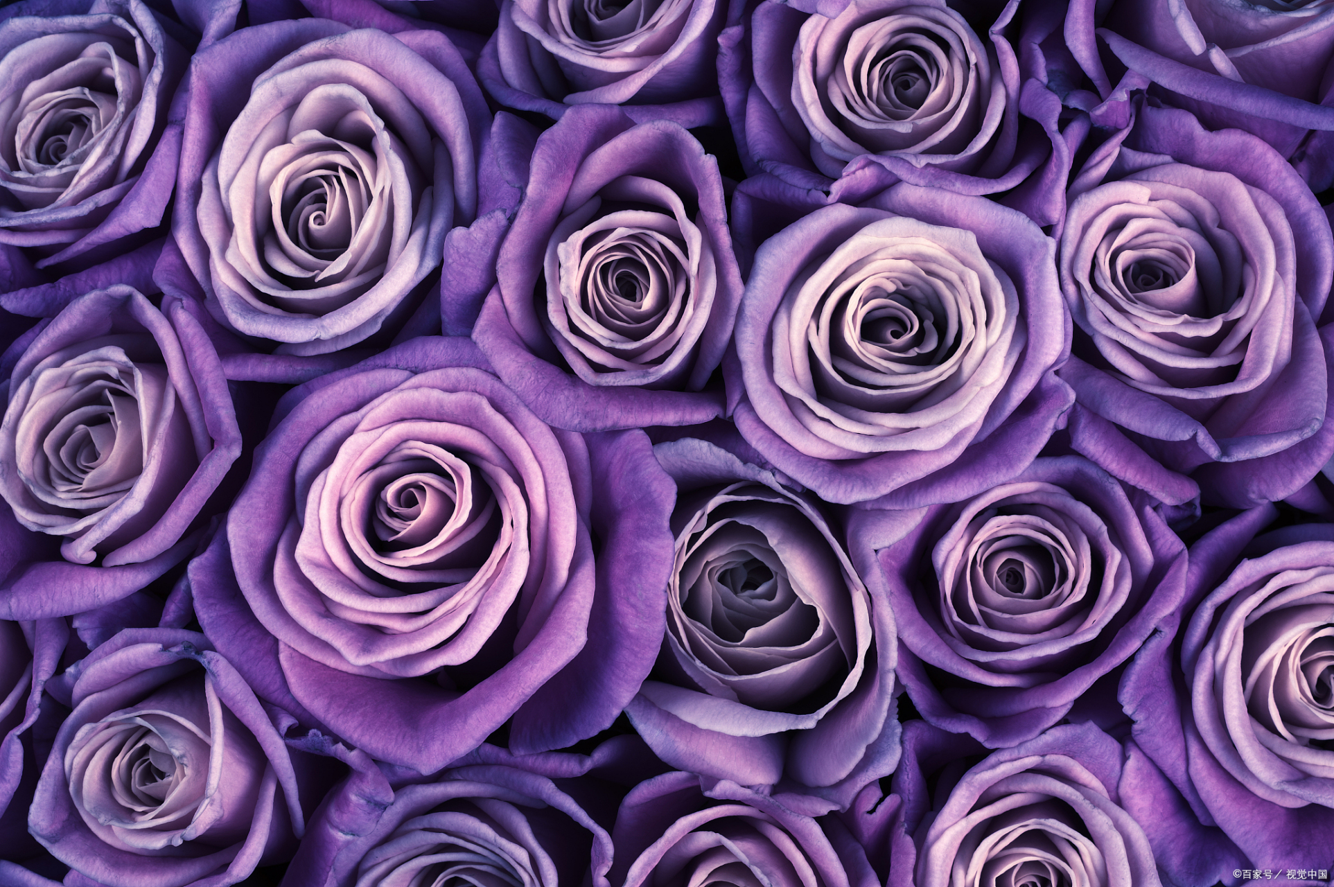 最近被这段话治愈了:  "把时间分给睡眠,分给书籍,分给运动,分给花鸟