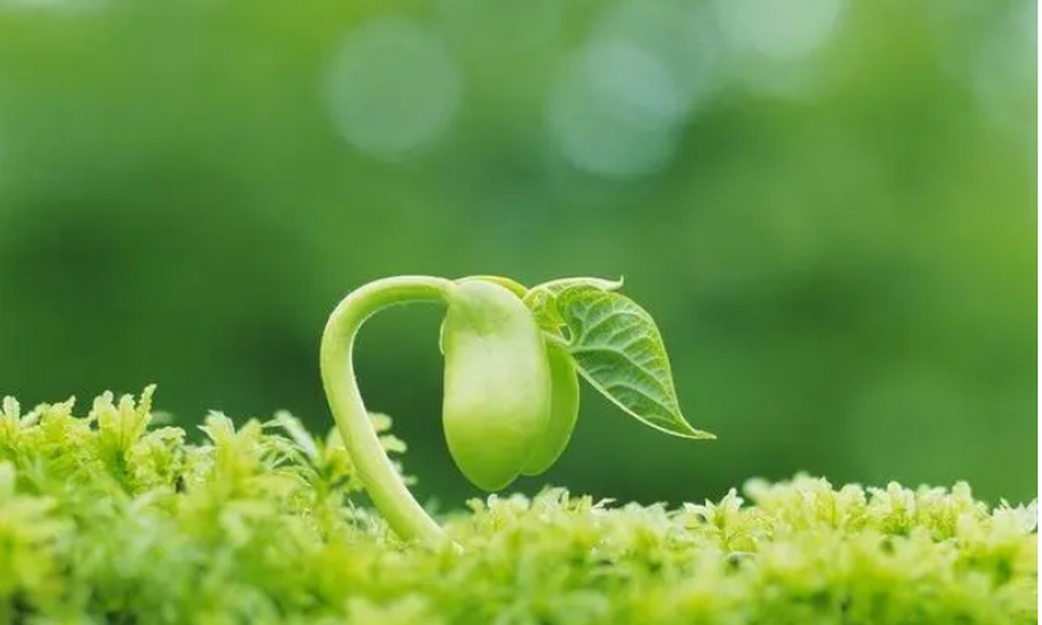 所有的种子,破土而出的时候, 不会去想,遇到的是风雨,还是阳光.