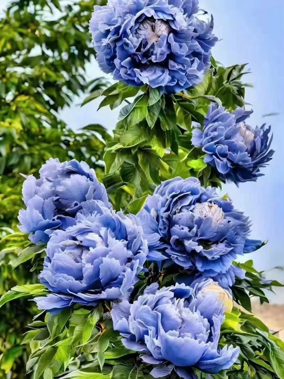 洛阳牡丹,国色天香,倾国倾城.  67