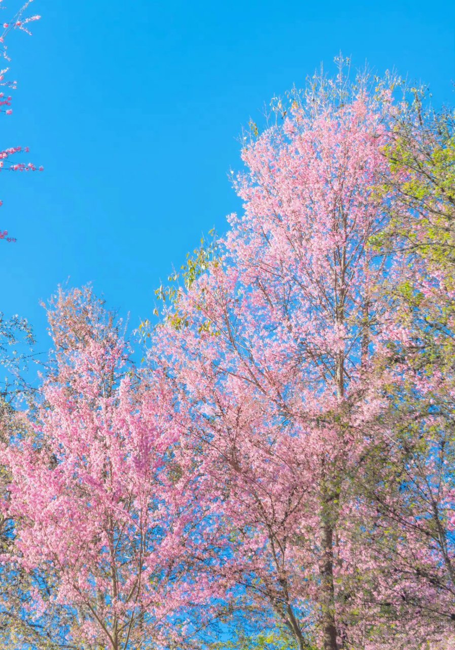 春风一笑花千树图片