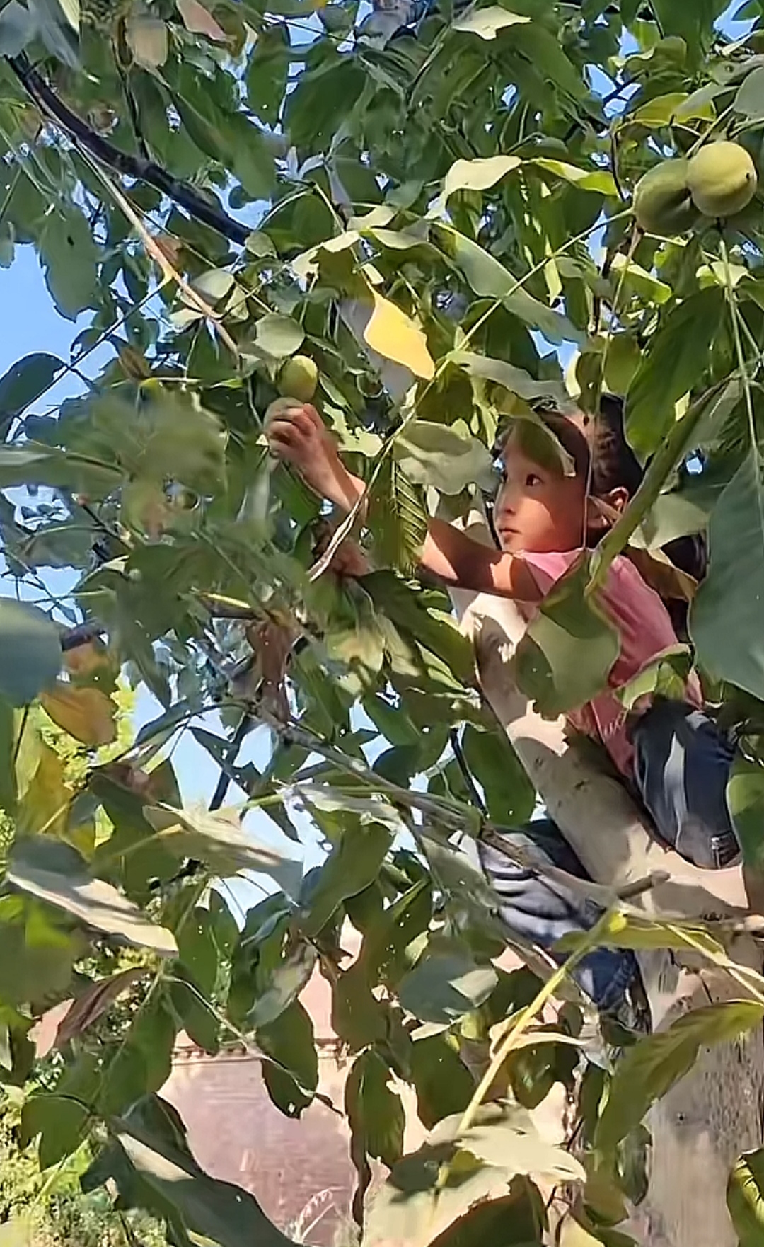 老家的孩子不会爬树的很少,这次回家正赶巧我们家的核桃该摘了,它裹着