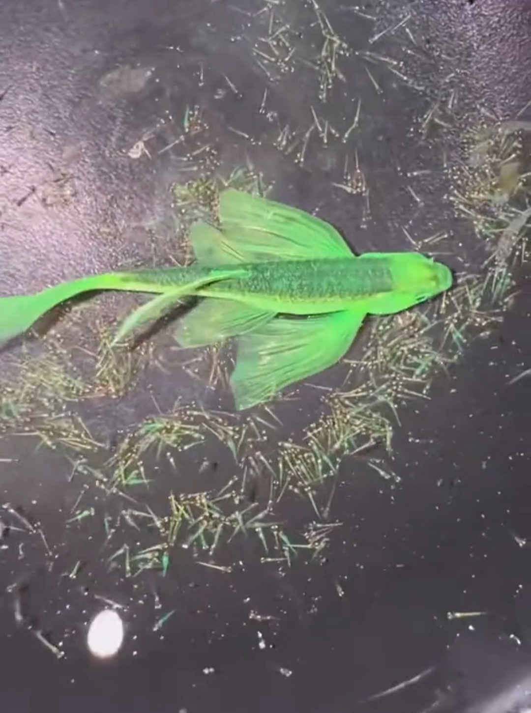 锅里的小绿鱼,好像在跳舞哦!绿意啊!