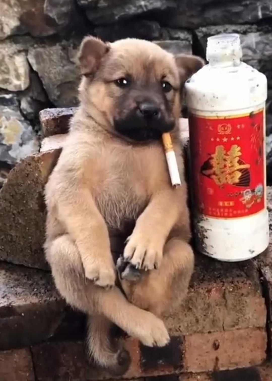 你看它叼着烟的表情,像不像现在我?#热点引擎计划