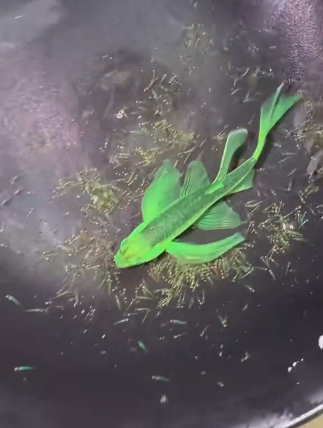锅里的小绿鱼,好像在跳舞哦!绿意啊!