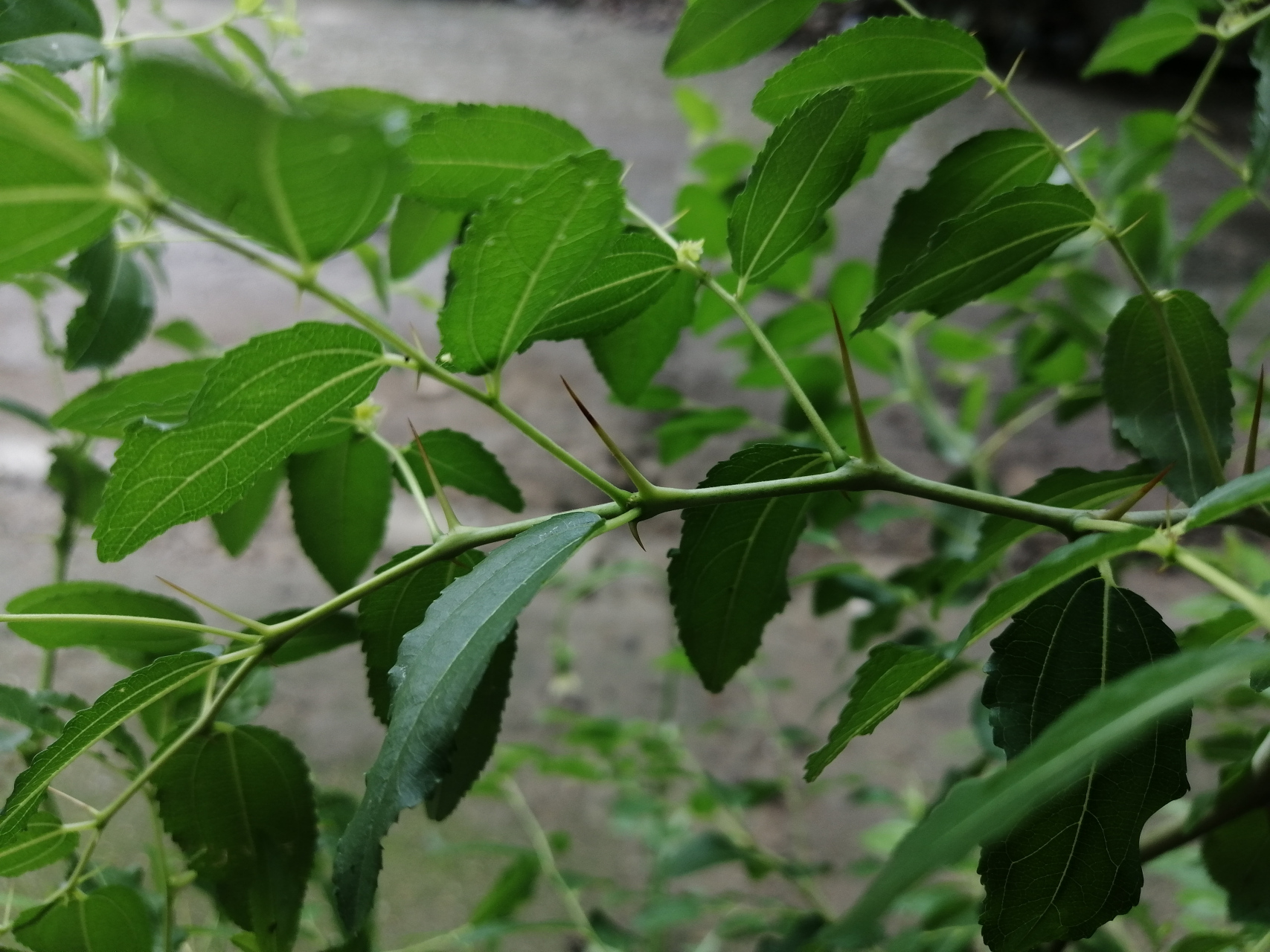 枣刺,枣花与枣