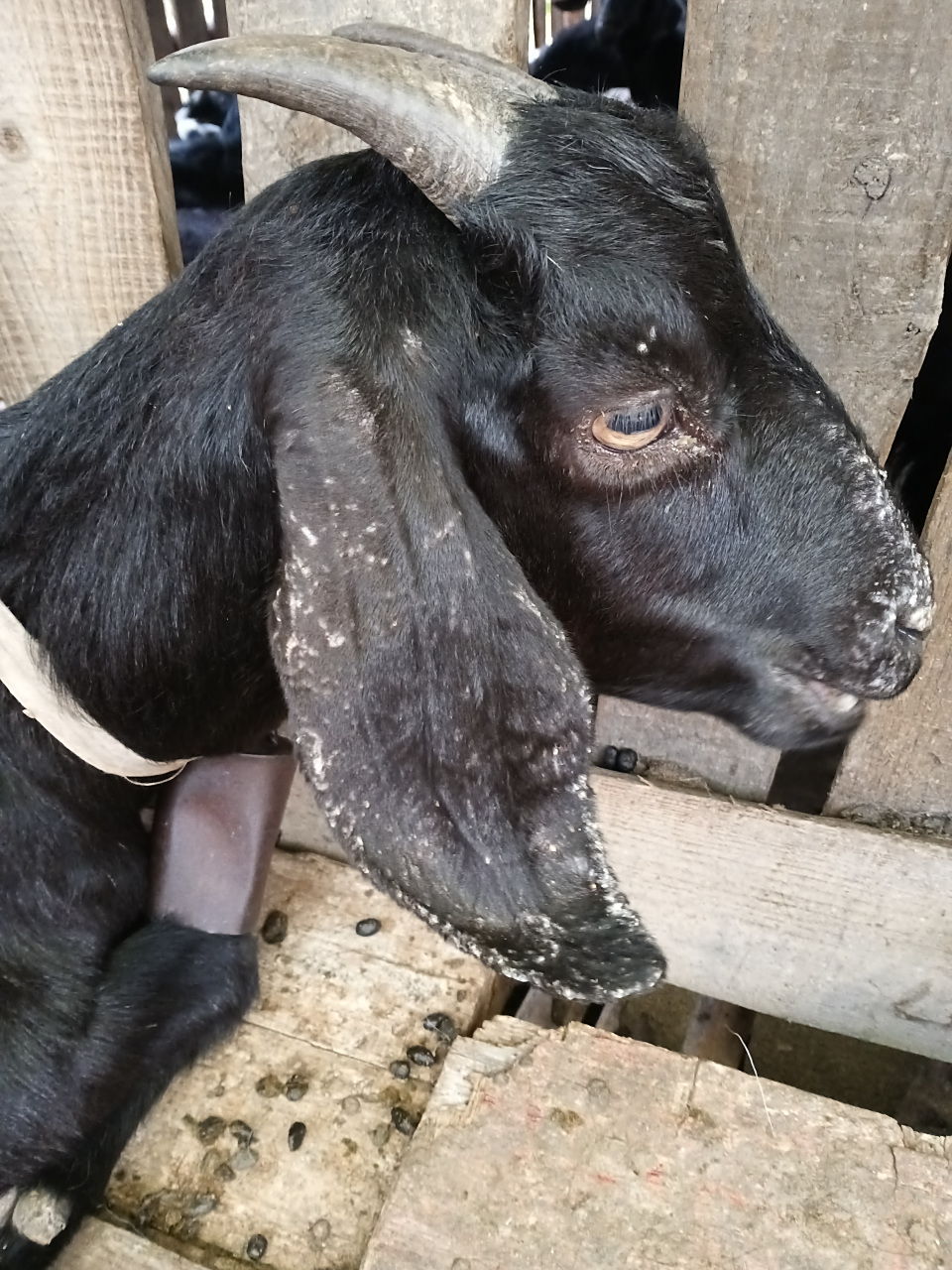 我家羊耳朵和嘴巴上长这种,请教有那种药可以治疗