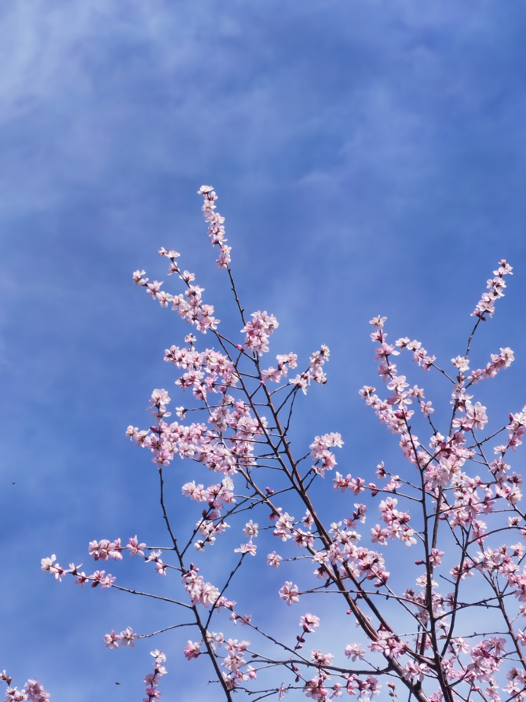 也许是一场春雨 或许是一阵春风 又或许是一个清晨 春天就真的已驹谮