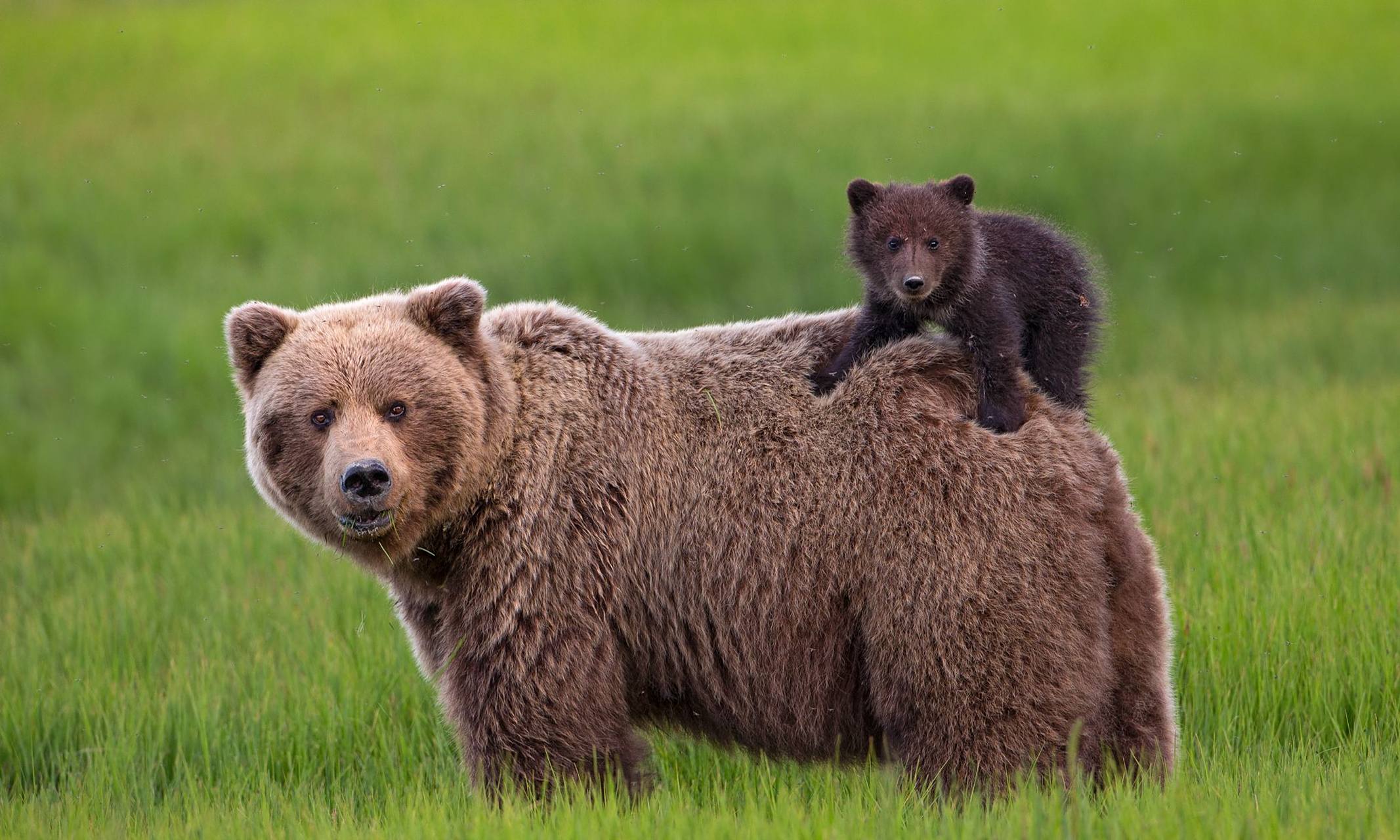由股市和动物世界产生的深思     生活在1.