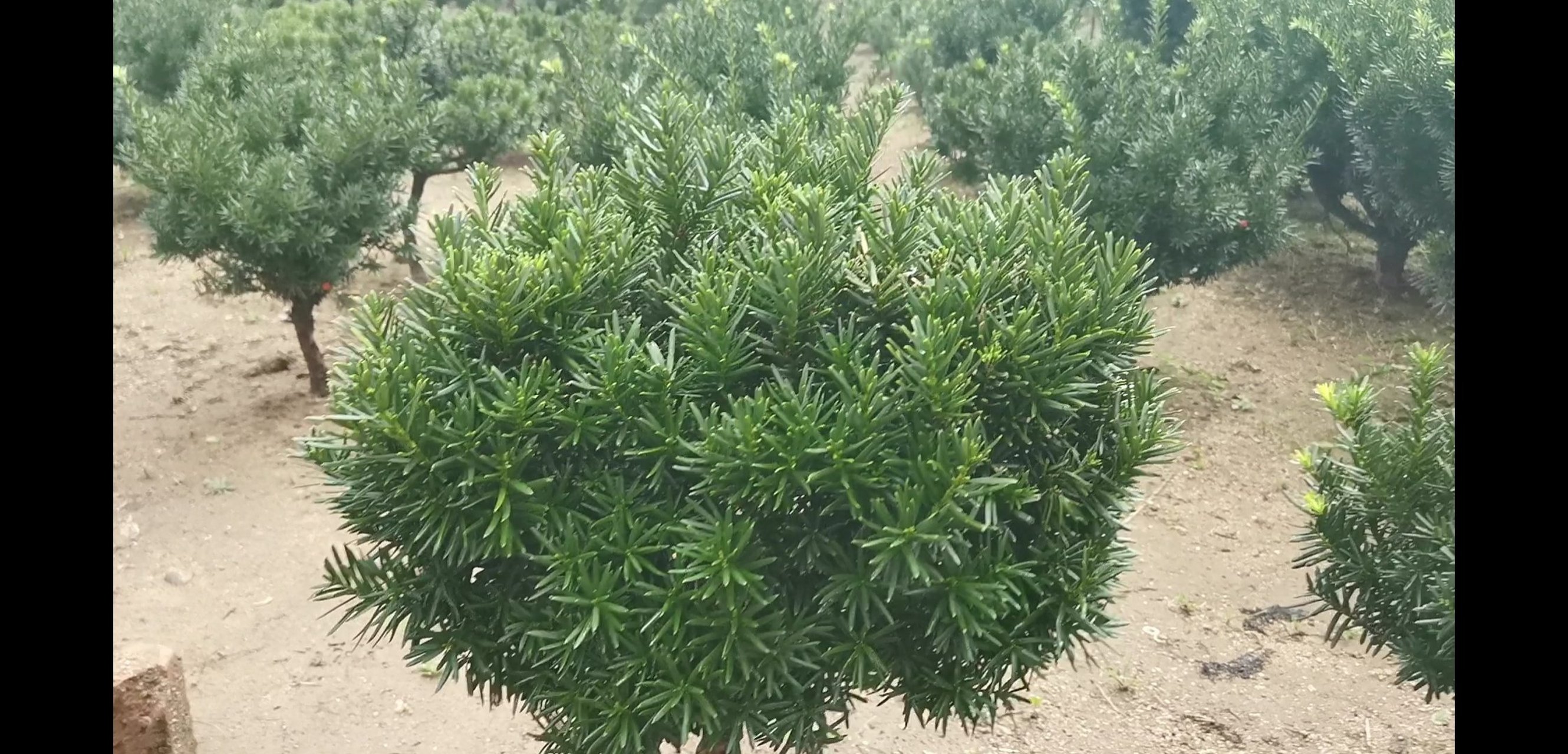 红豆杉树报价
