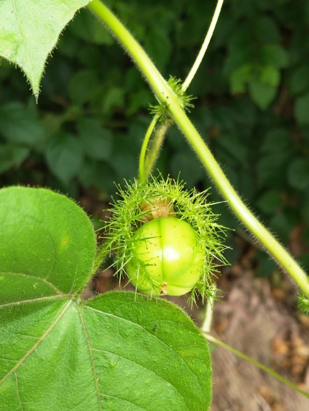 今天上山看到这种果子,我还是第一次.见过,不知道是什么东西?