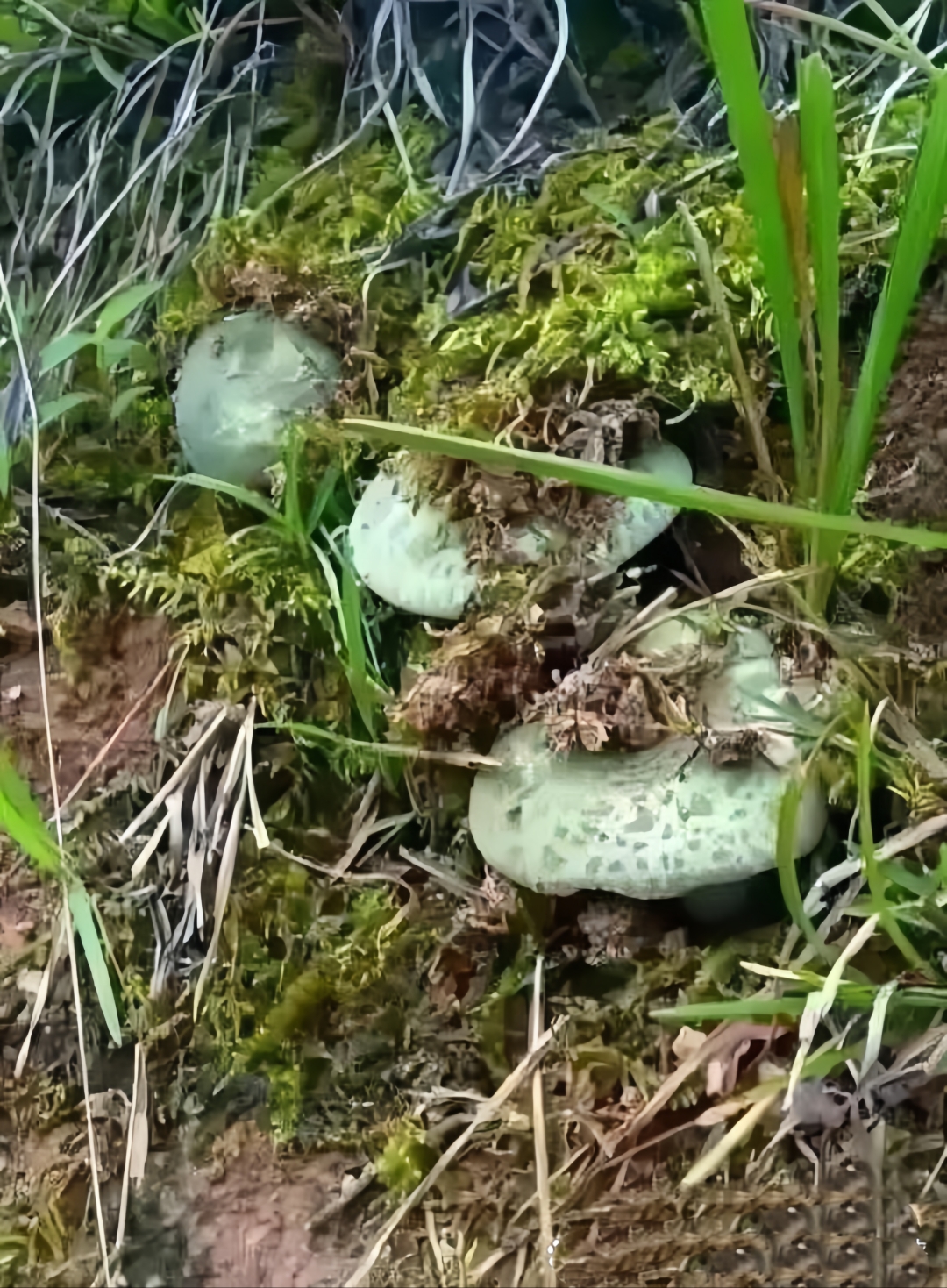 刚一到山上就看见这种绿色的蘑菇.我还是第一次见到过.