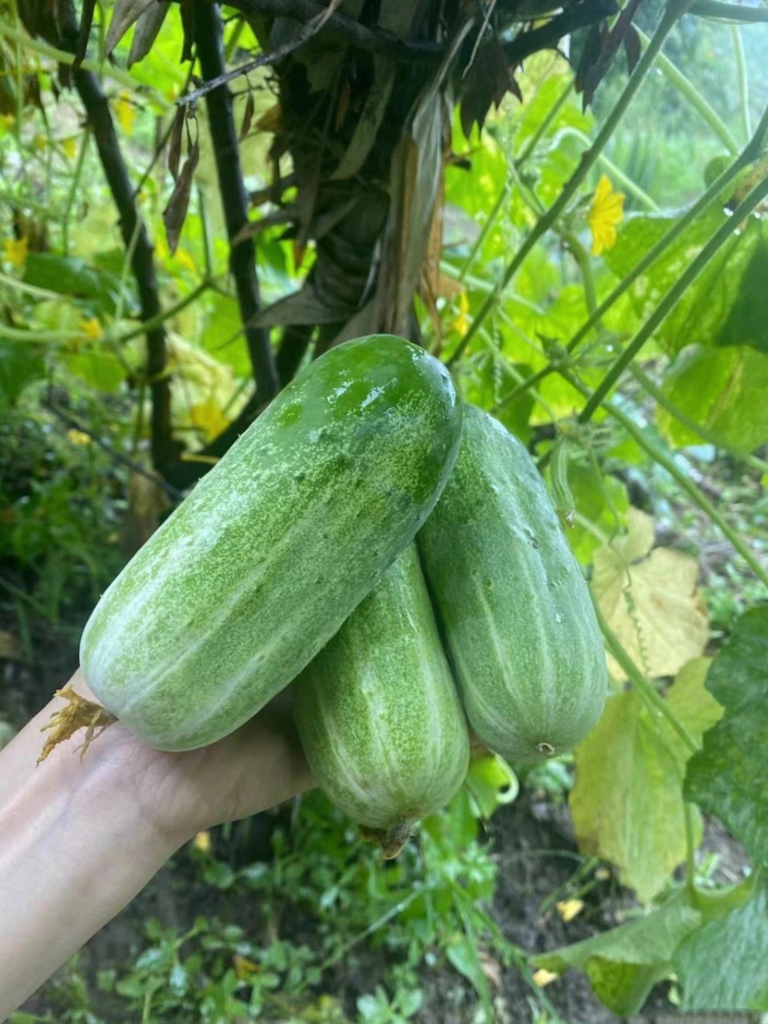 这是我种的黄瓜,一份耕耘一份收获,这黄瓜太争气了,这久吃不完的黄瓜