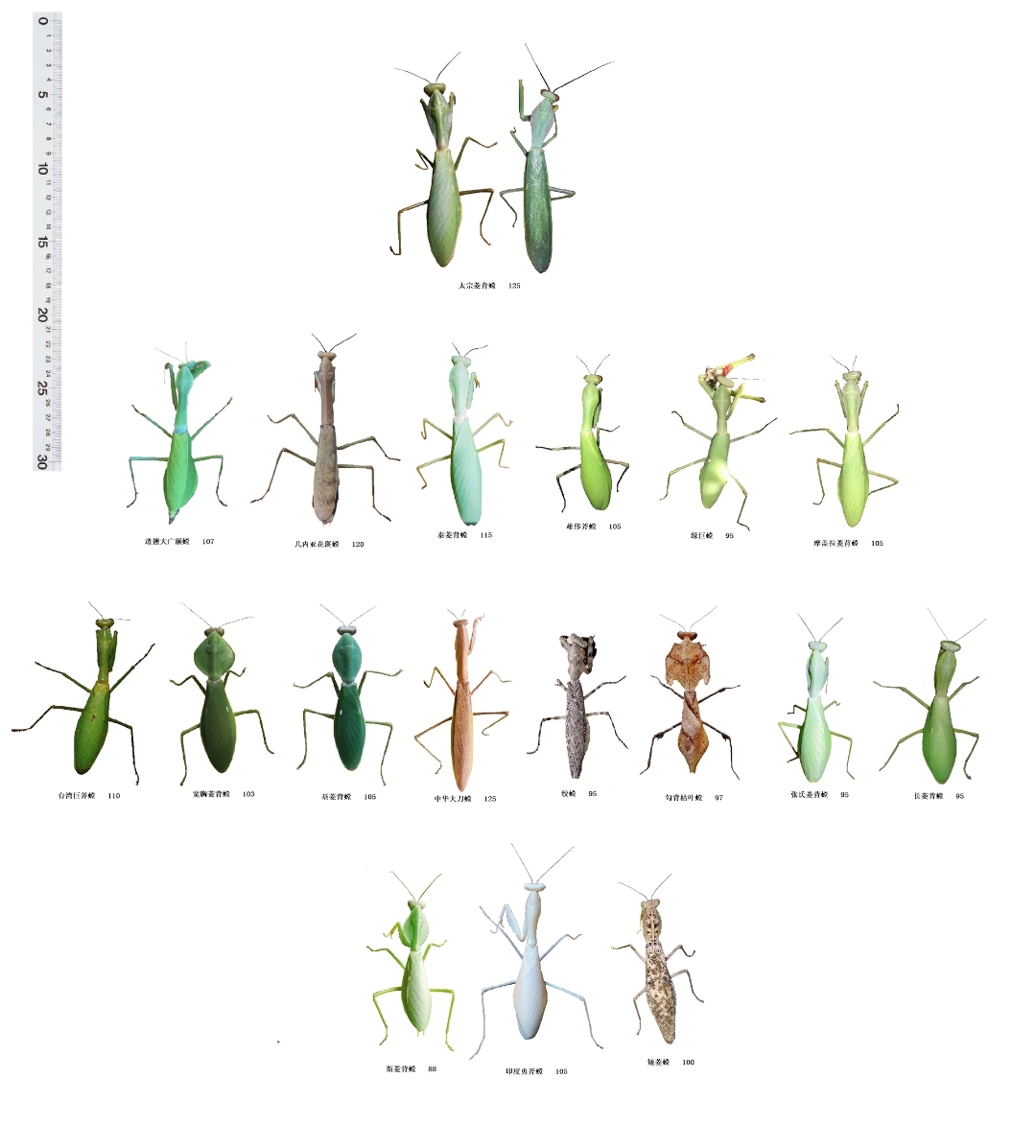 不得不说,夺嫡菱背螳螂是真的巨大,而且战斗力还挺强的