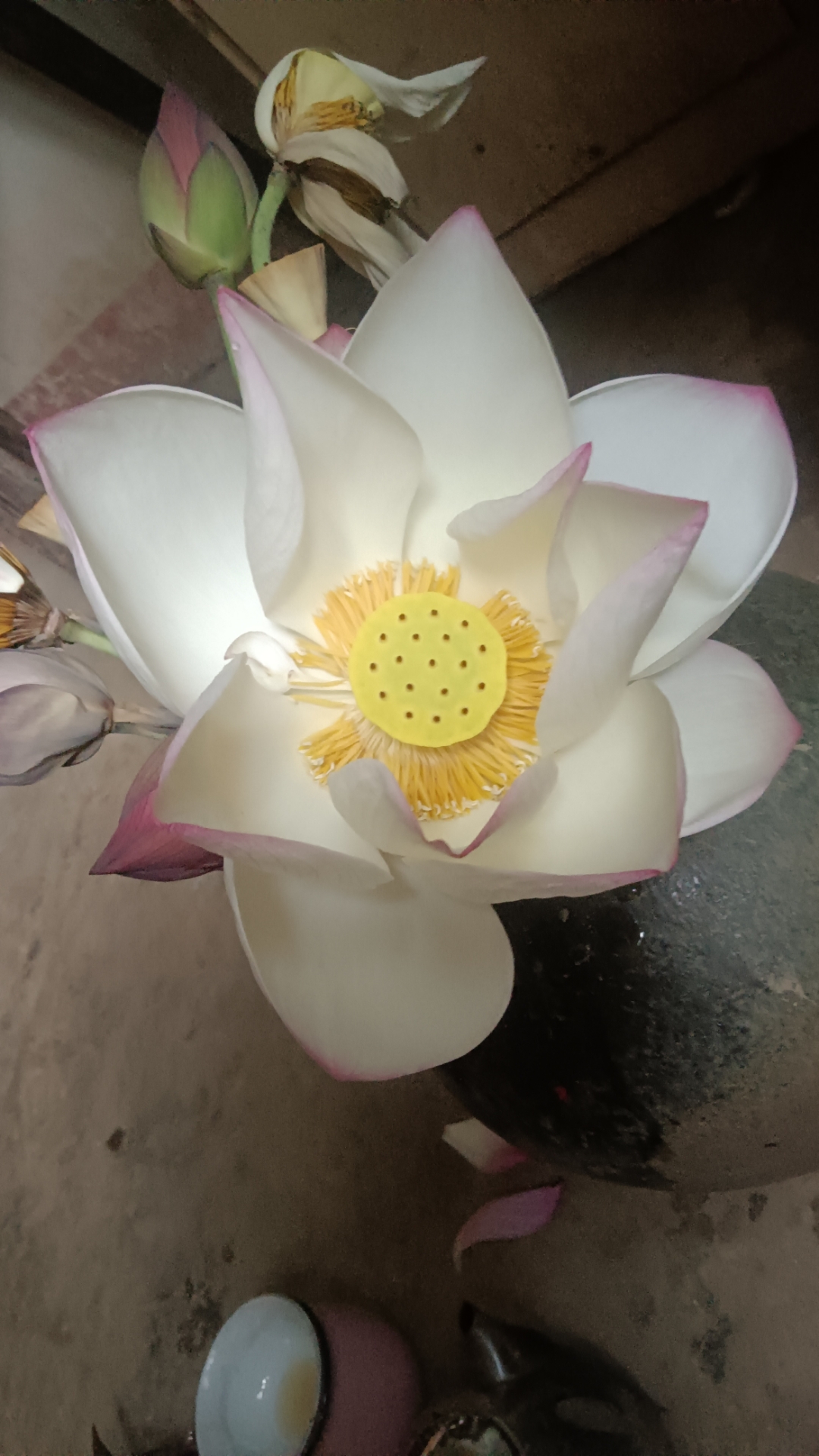 早起的时候,妈妈在田里扯草,我则去了潘家坪的荷花池采花去了.