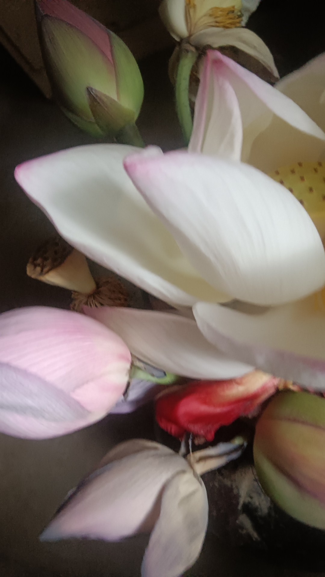 早起的时候,妈妈在田里扯草,我则去了潘家坪的荷花池采花去了.