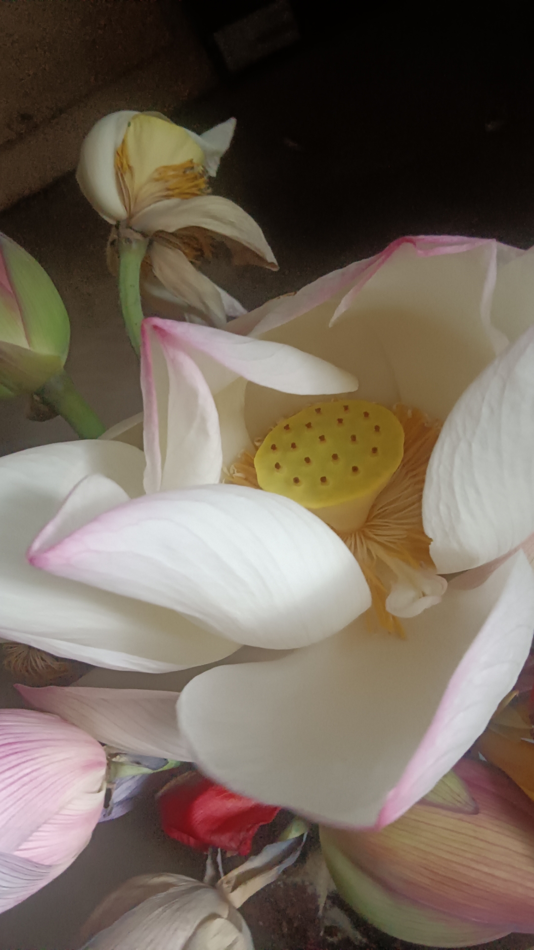 早起的时候,妈妈在田里扯草,我则去了潘家坪的荷花池采花去了.