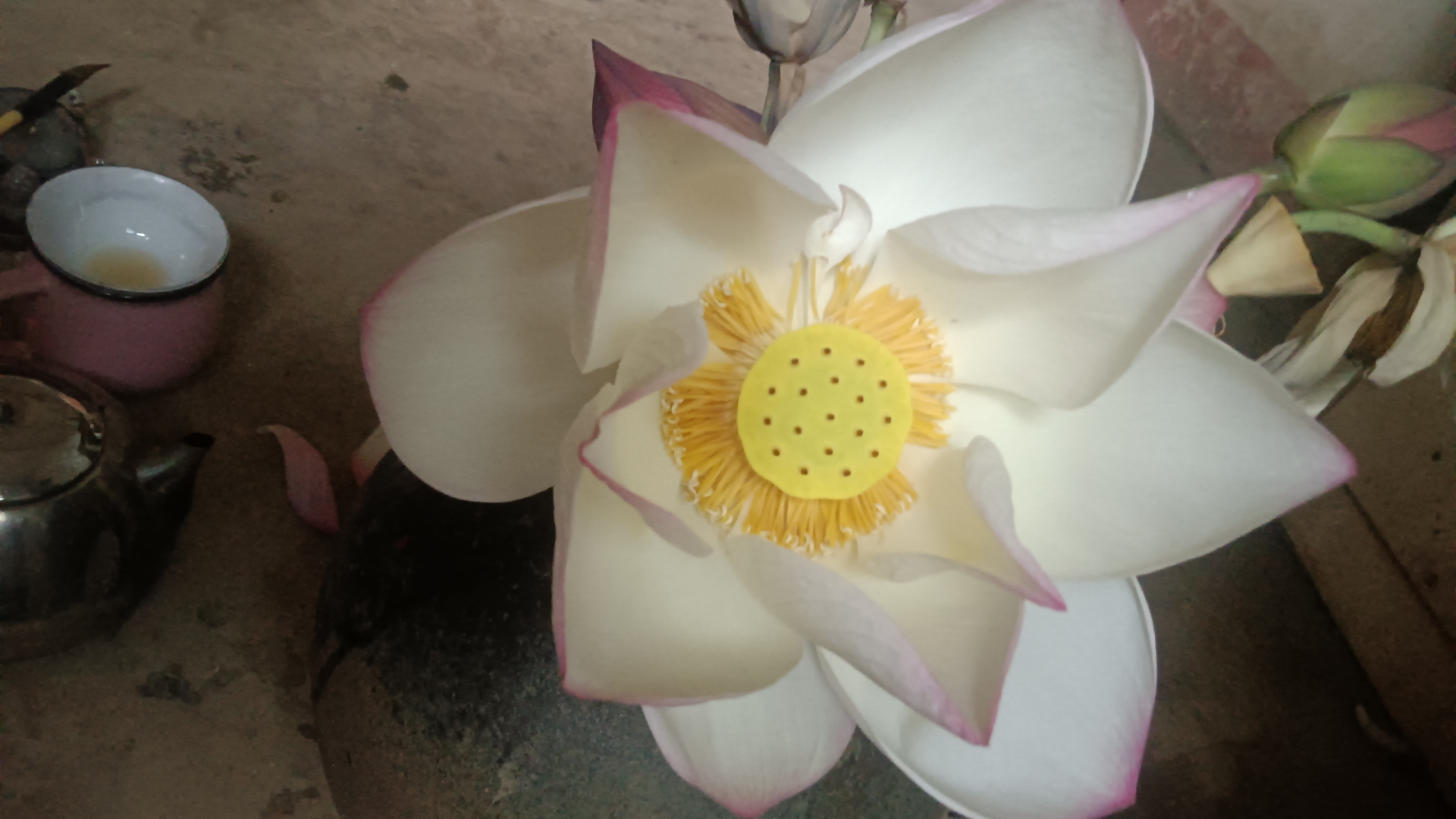 早起的时候,妈妈在田里扯草,我则去了潘家坪的荷花池采花去了.