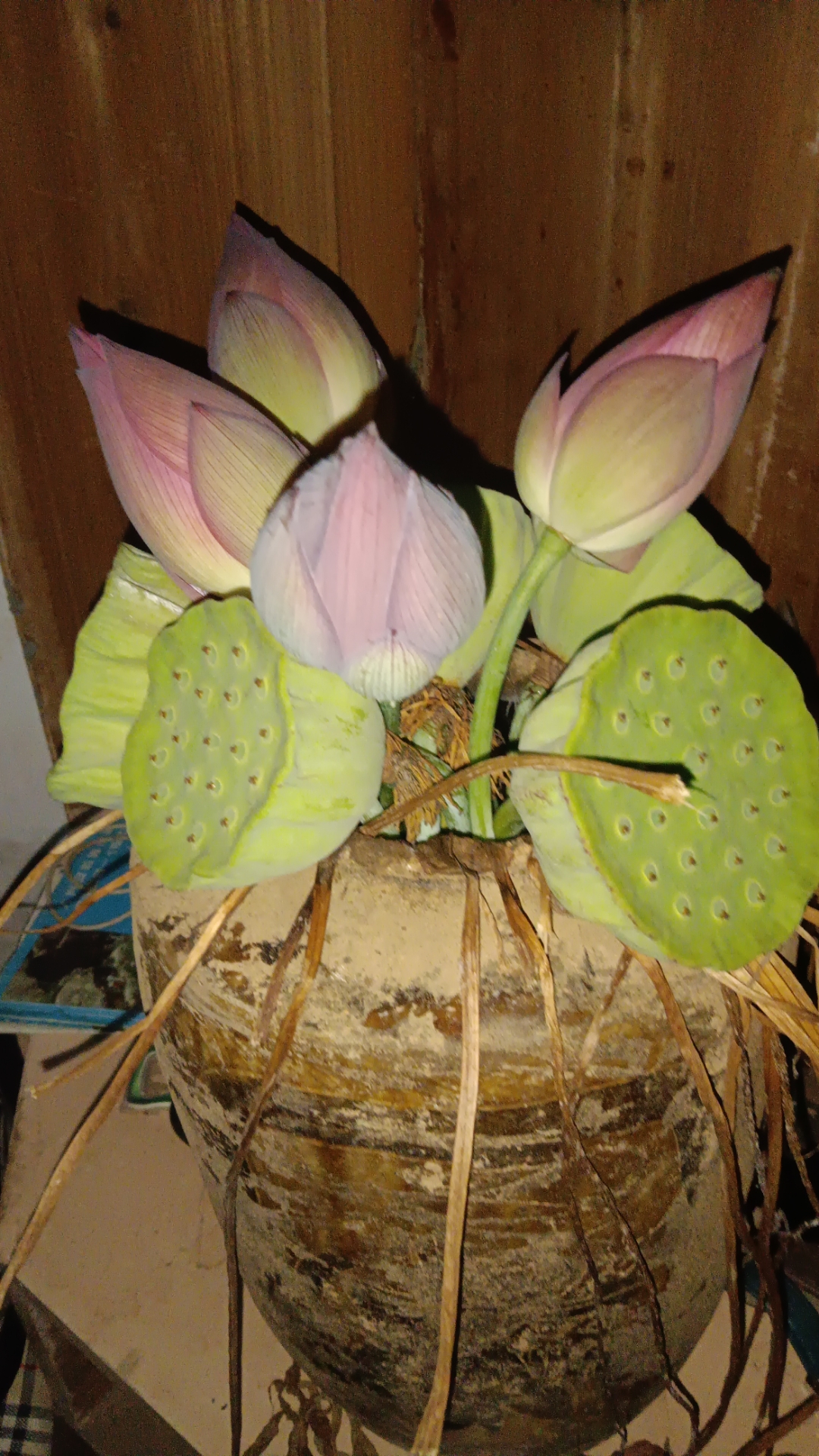 散于紫薇斗数,银河亿万光年. 首之手,天之叟.贵予桂,楠之甲乙