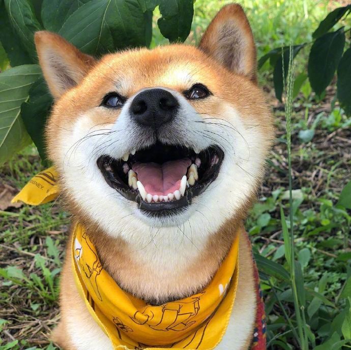 过节了,单位工会发了两桶5升的油,两袋大米,虽说