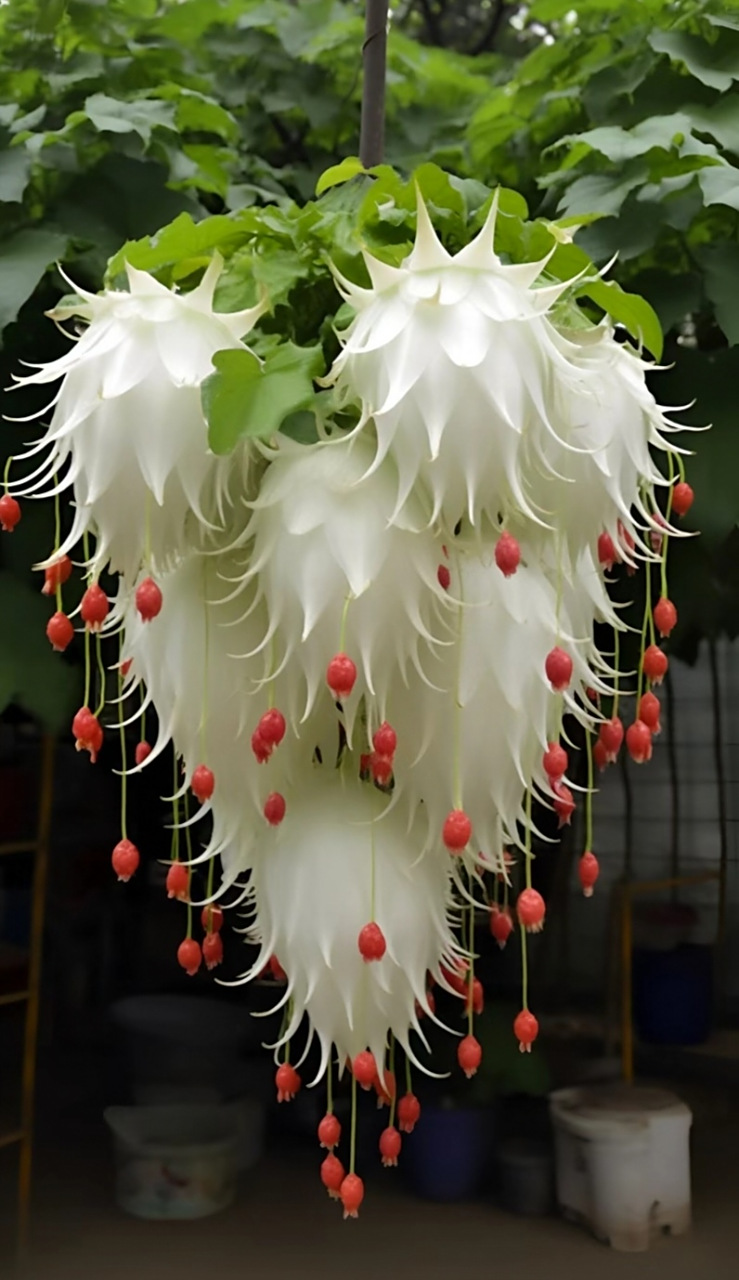 神奇的奇花异草94,世界之大无奇不有.