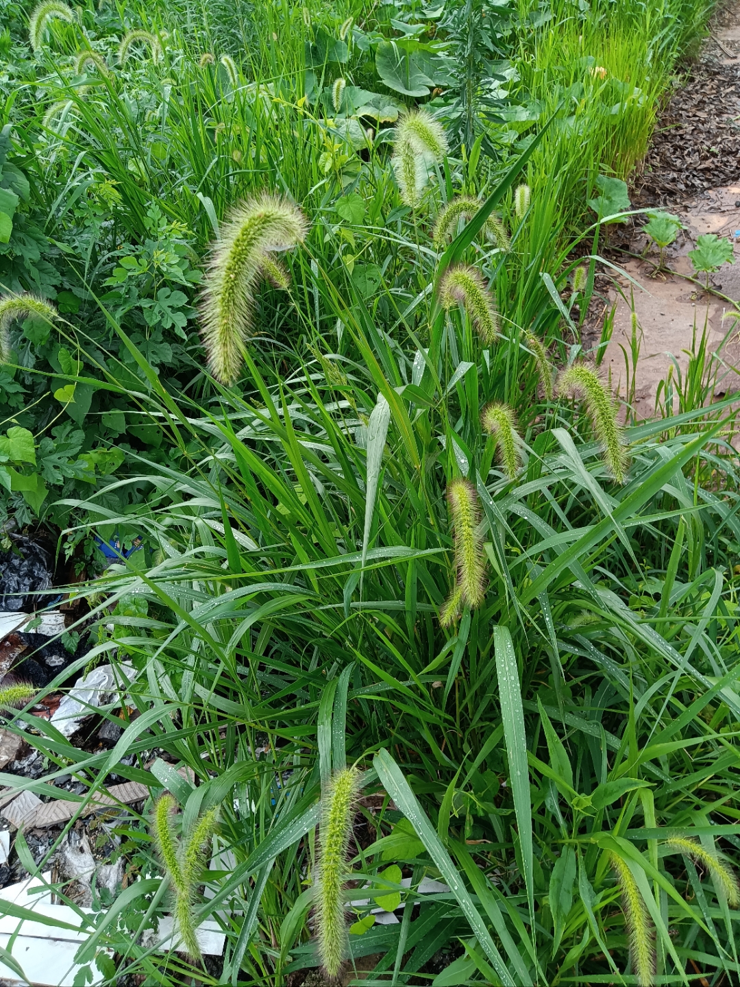 这是植物的进化还是日本核污水排海之后的后遗症?狗尾巴草都变异了