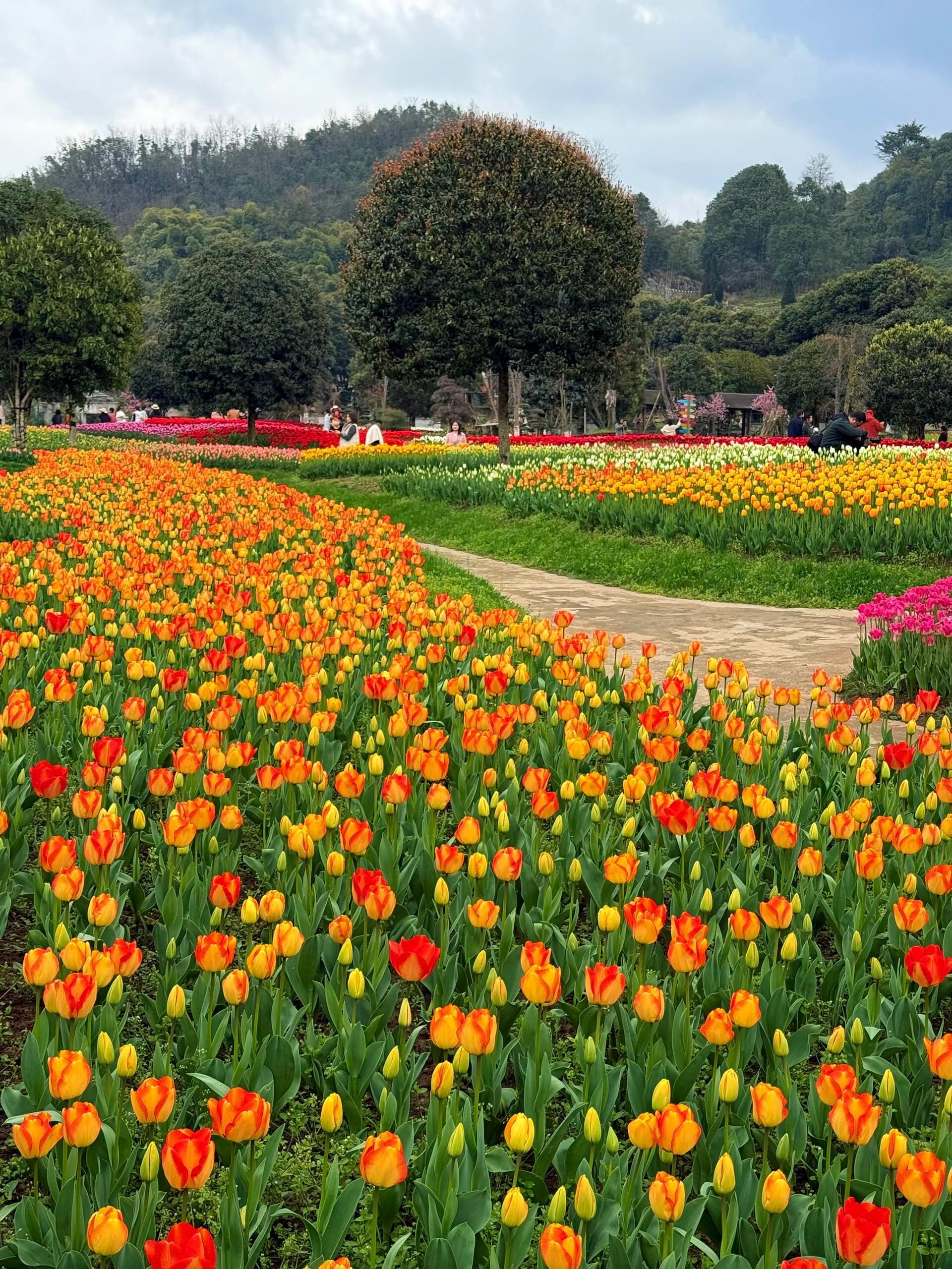 哇,这片郁金香花海也太治愈了吧!