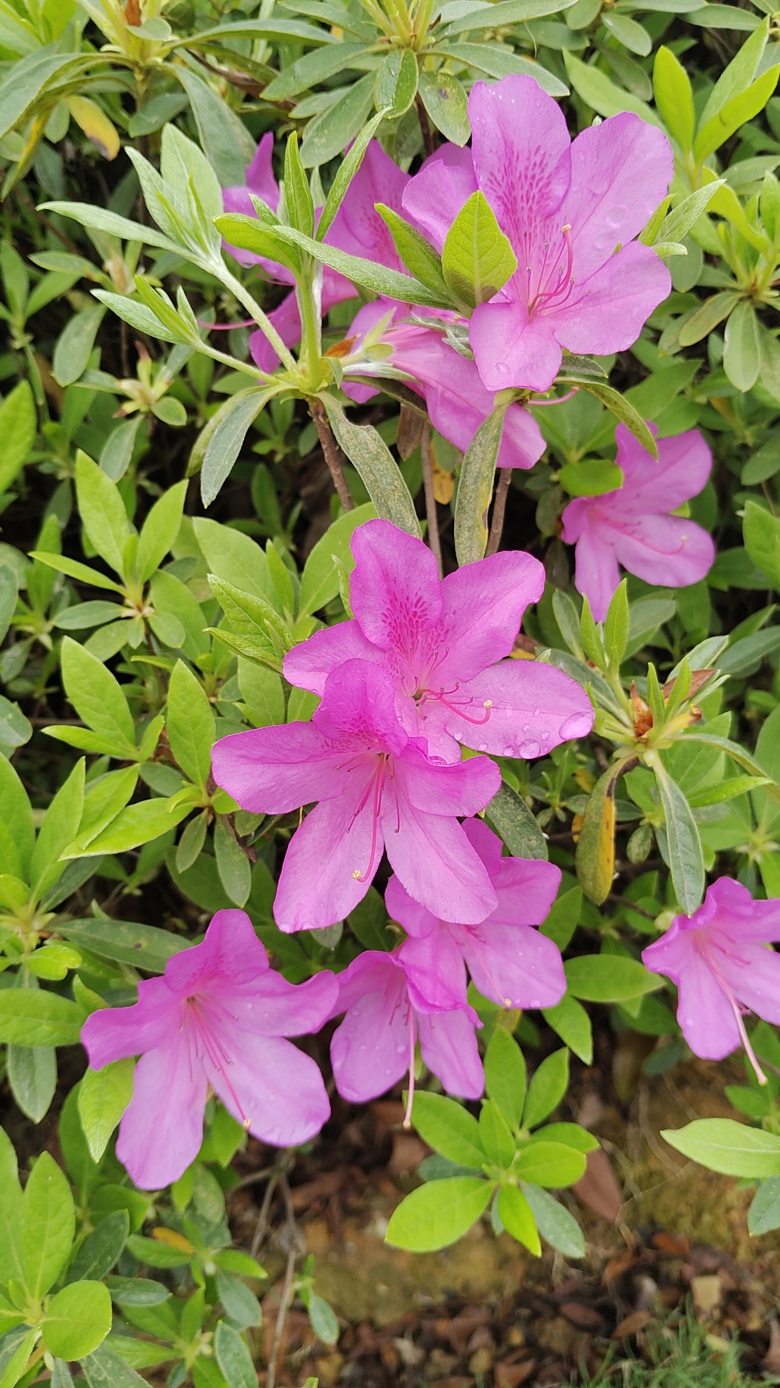 🌺杜鹃花盛开,春意盎然!