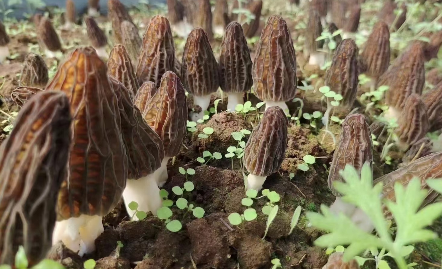 本地逛吃笔记#怒江羊肚菌,怒江拥有高黎贡山和碧罗雪山,高山之处