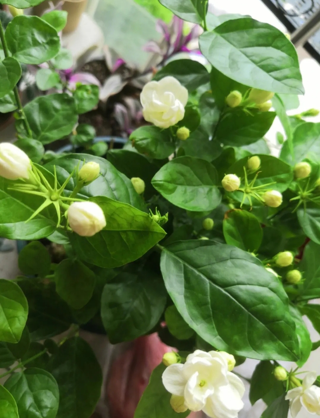 茉莉开花满屋香