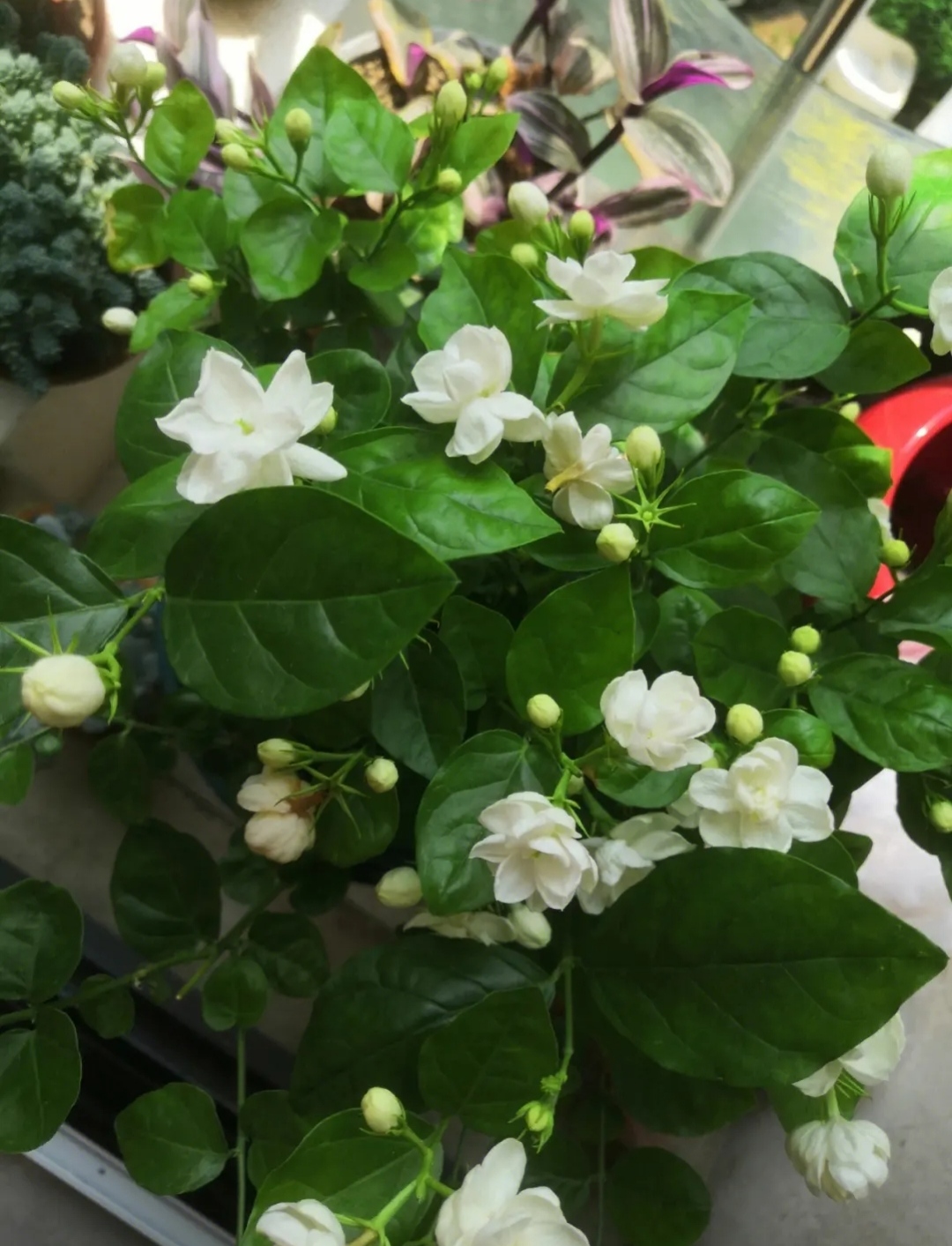 茉莉开花满屋香