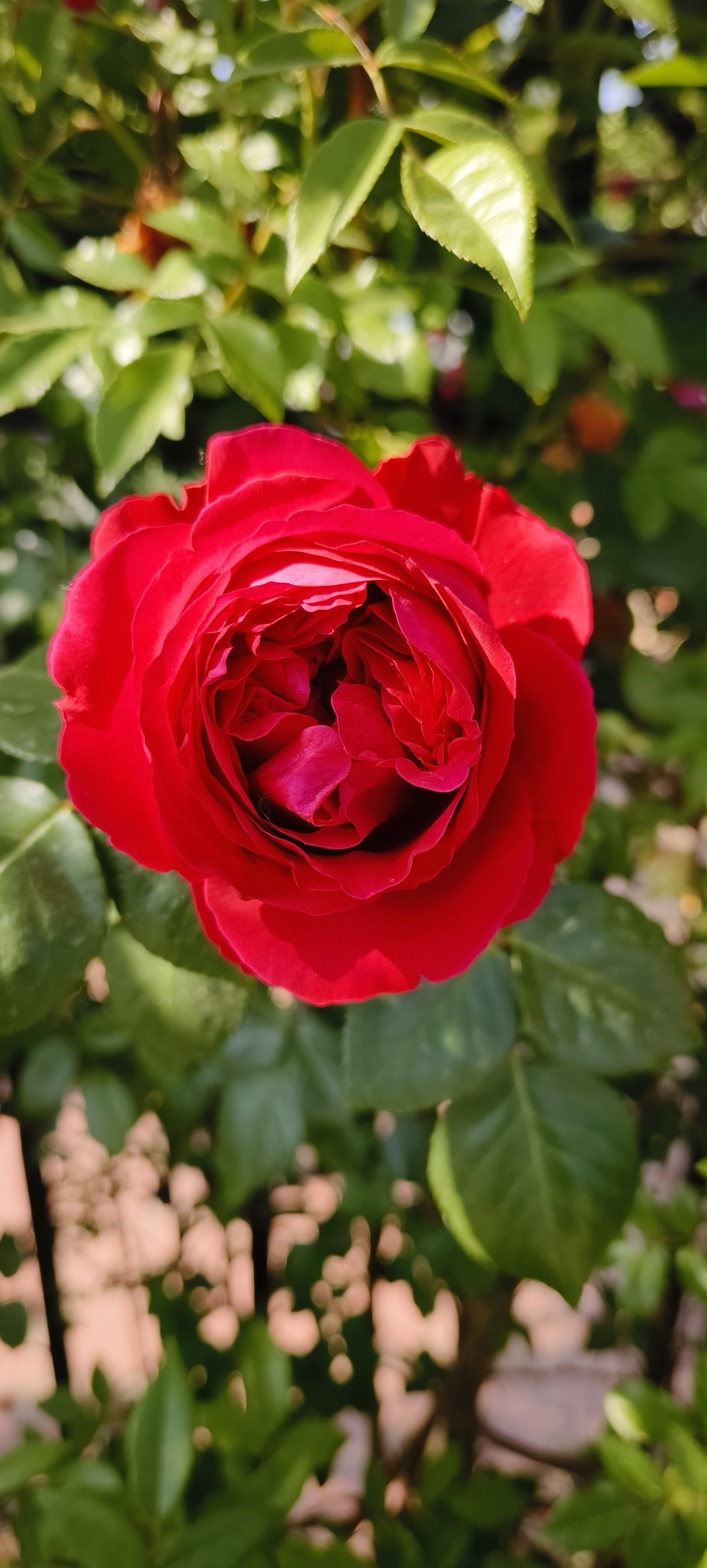 9678红花绿叶,生机勃勃!