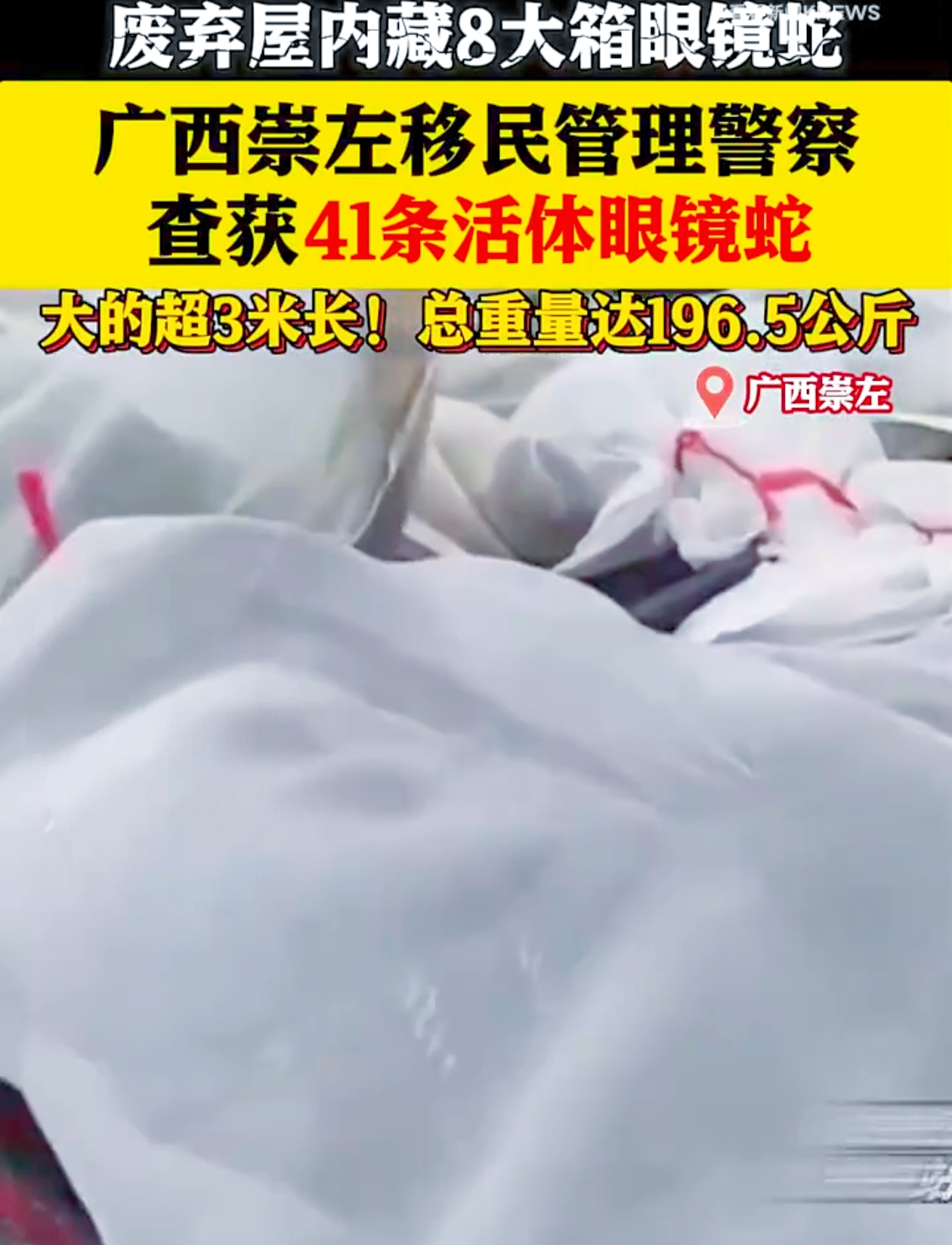 近日广西崇左边境宛如被打开了潘多拉魔盒41条眼镜蛇惊现人间