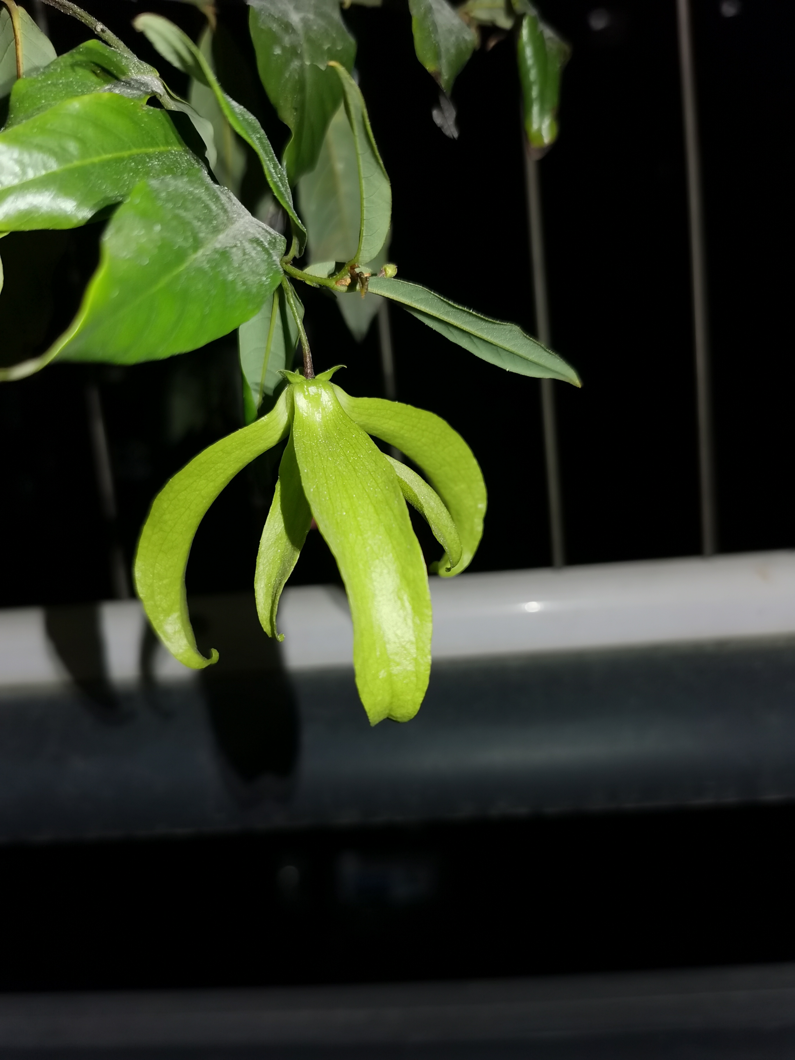 这是我魂牵梦萦的灯笼花,物名"鹰爪兰"