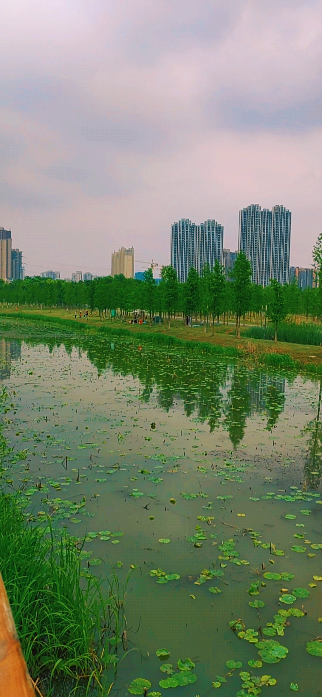 相见在武汉# 武汉三角湖生态公园,虽然没有什么特色,但亲近自然绿色