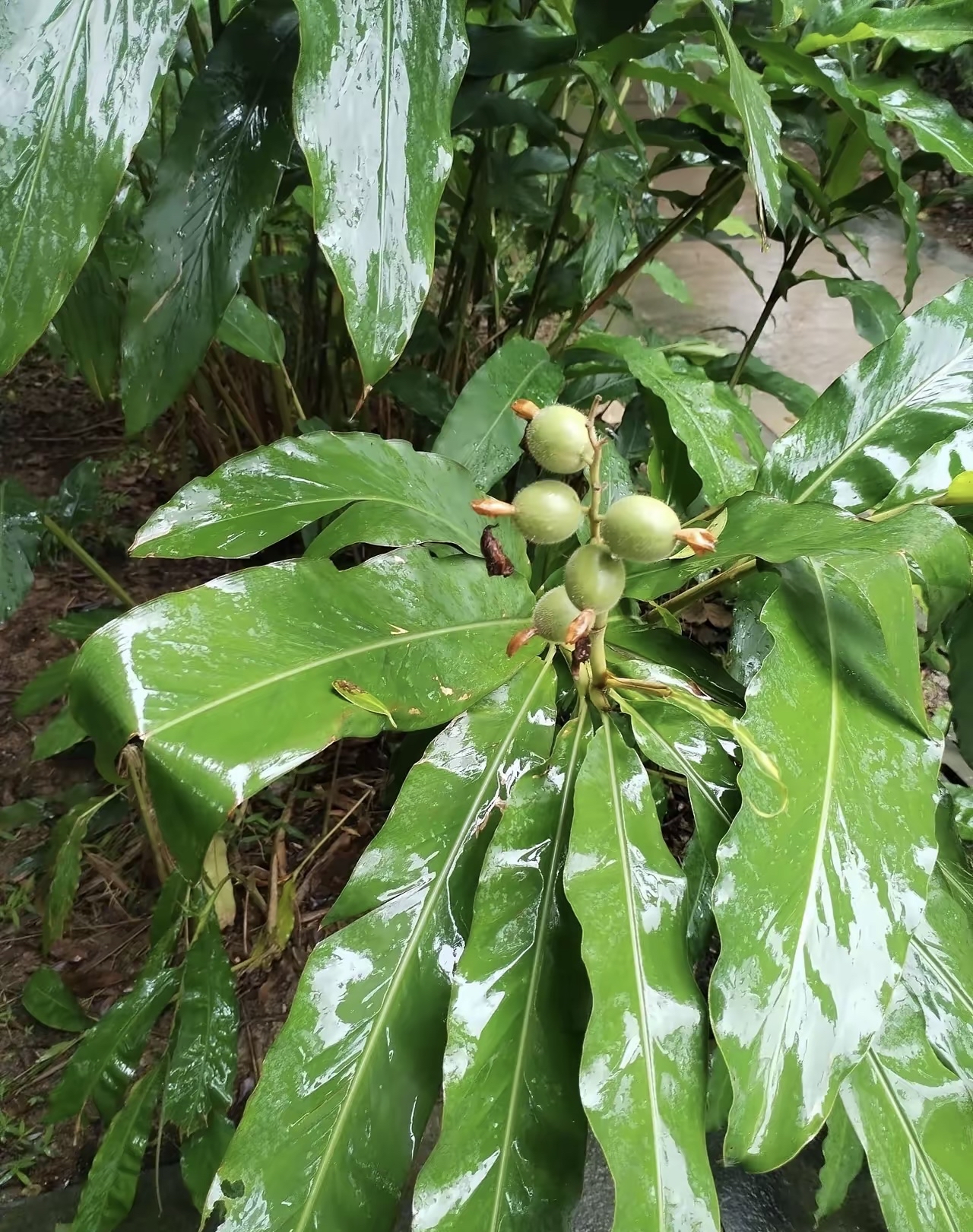 姜薯树图片