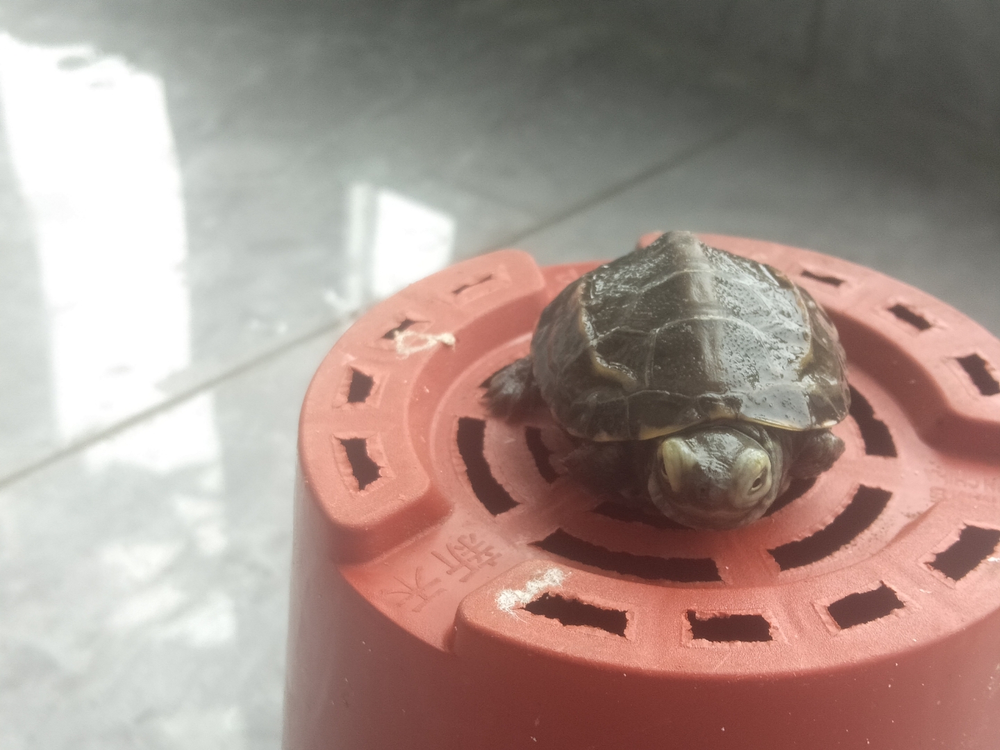 求助!小乌龟的眼睛外面一圈是白色的,但能睁开,怎么办!