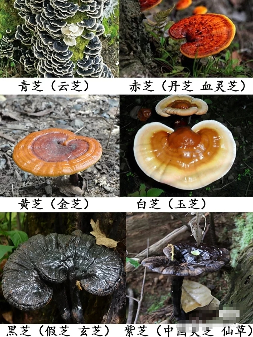 我国常见野生灵芝的分布,灵芝的区分和选择  我国灵芝