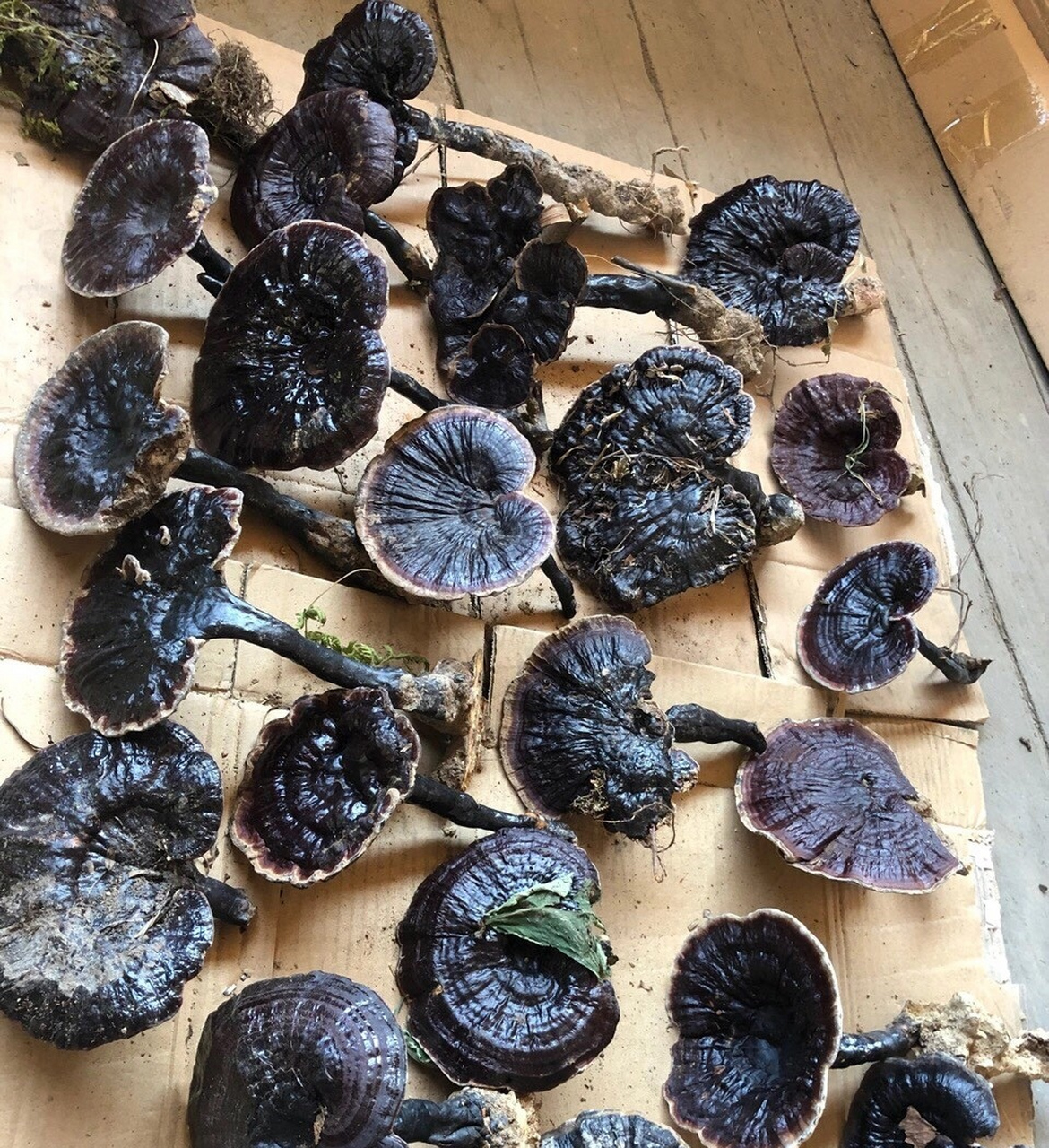 如何区别野生灵芝与人工灵芝的区别?