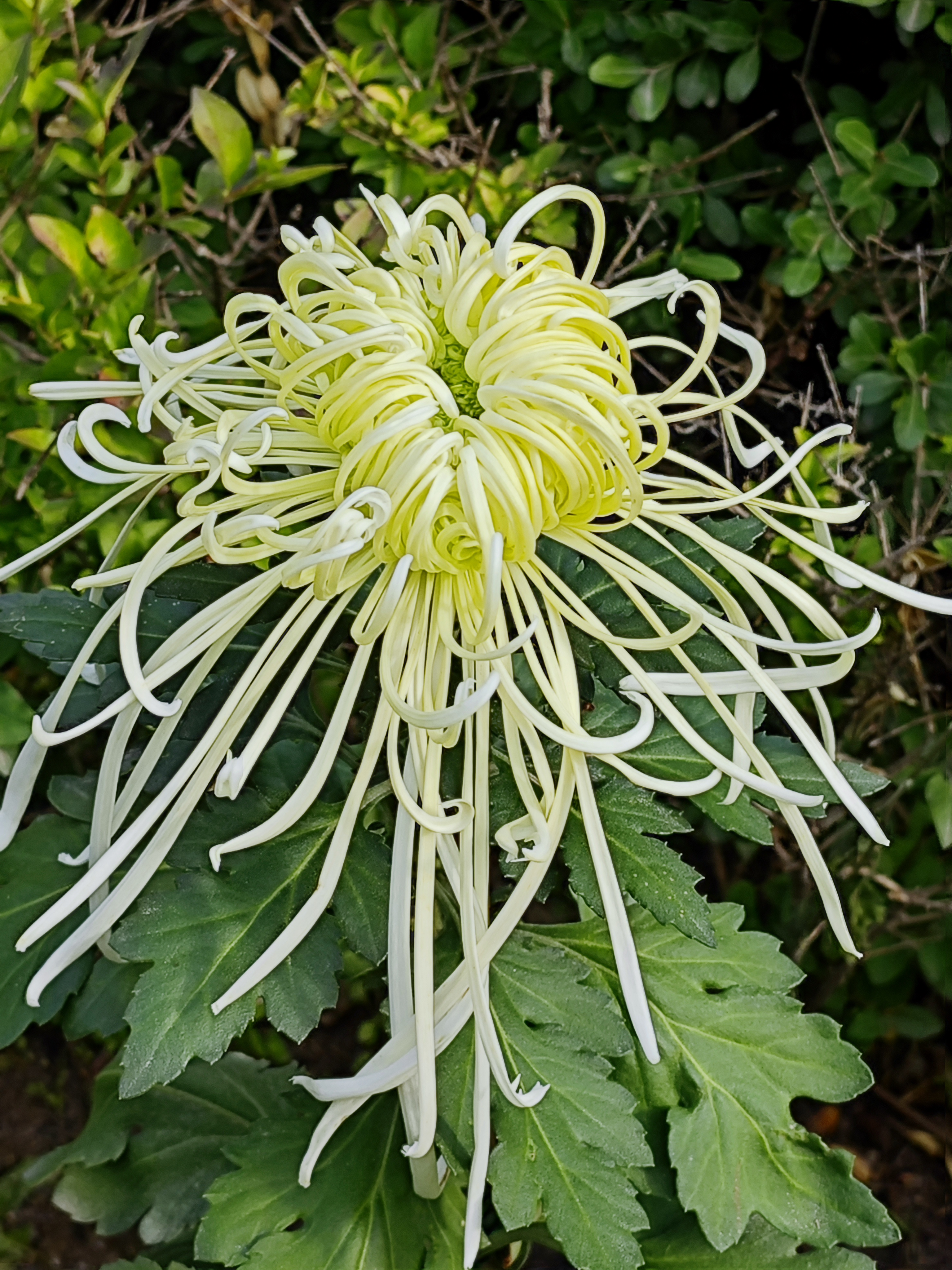 菊花图片大全大图真实图片