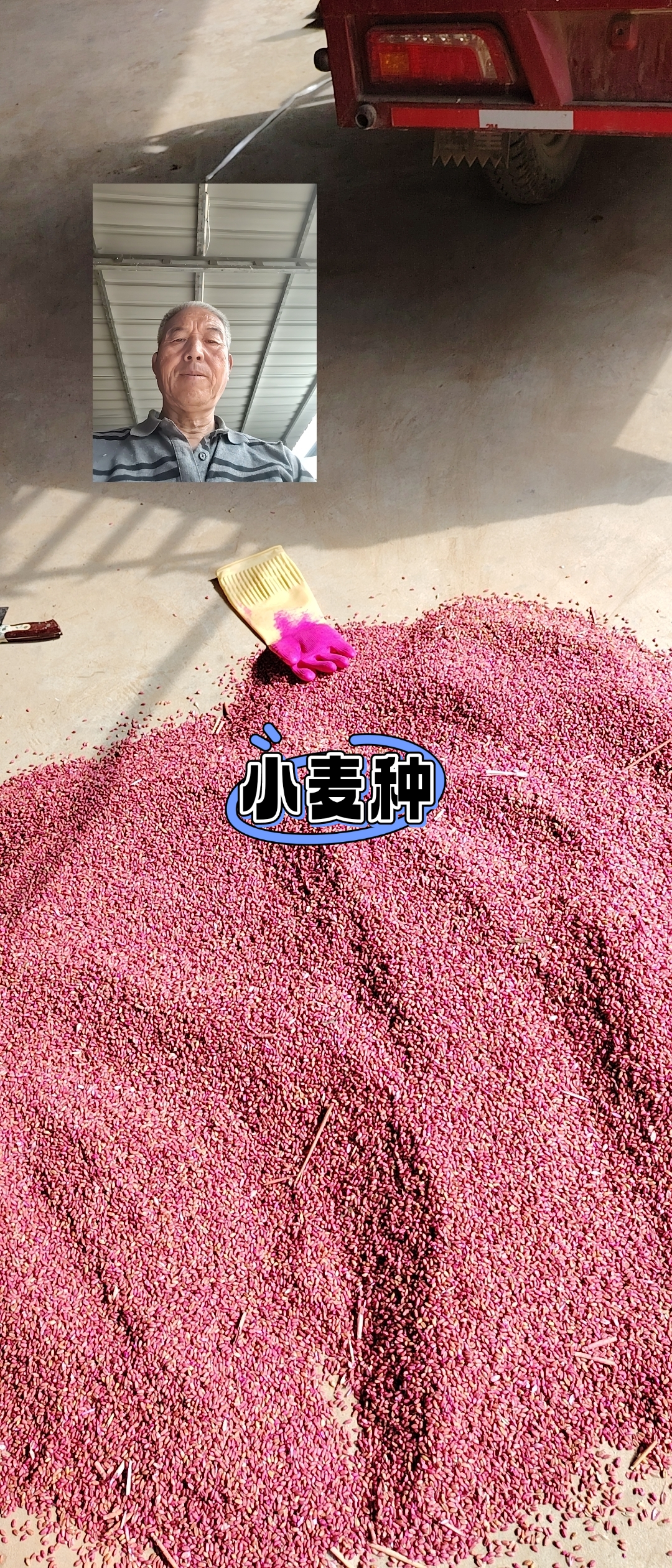 我不理解# 又到一年小麦播种时,陕西关中进入小麦播种高潮,这是拌药