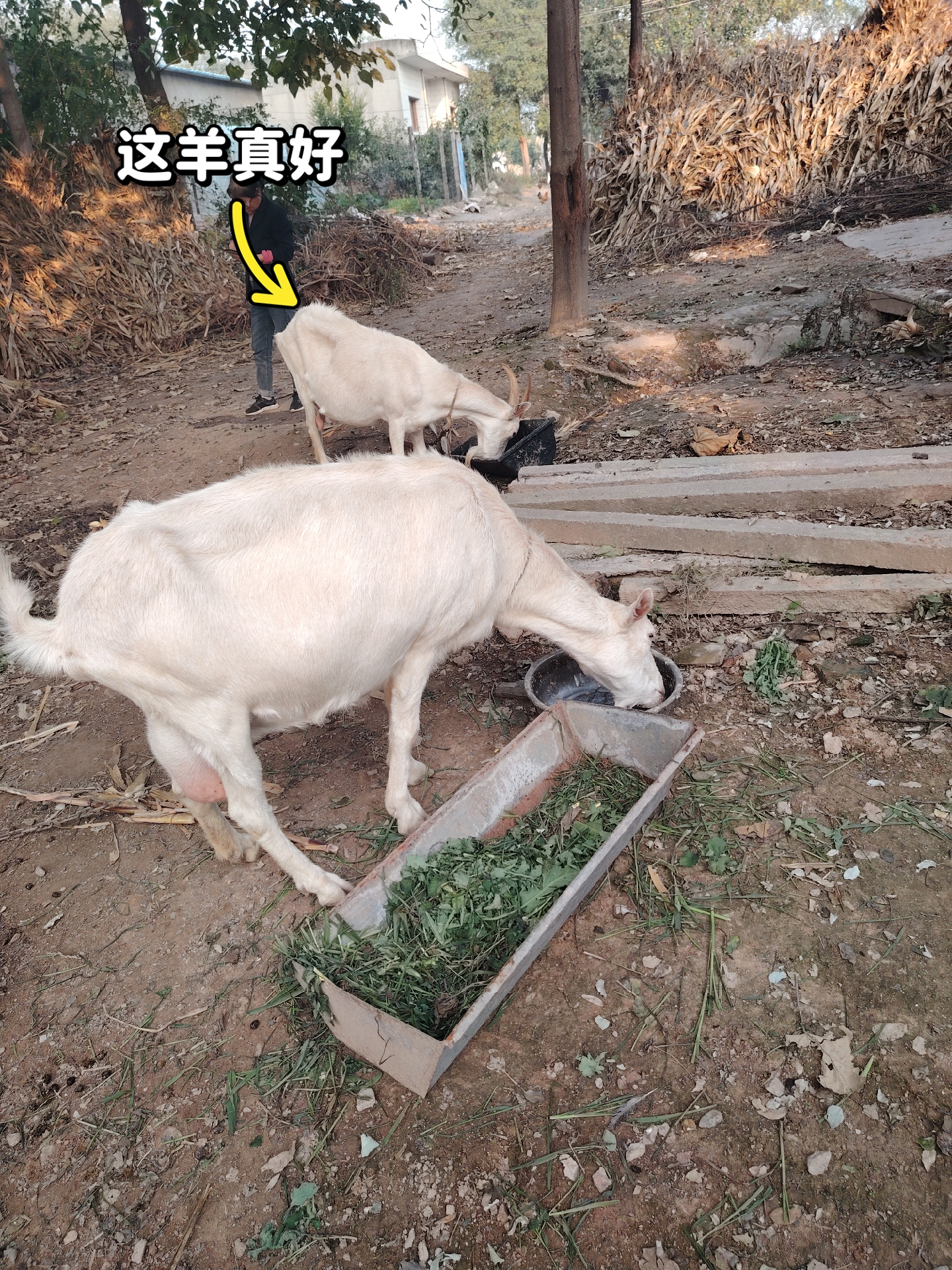 我不理解# 陕西关中奶山羊,奶肉兼用,挤奶每天十多斤.