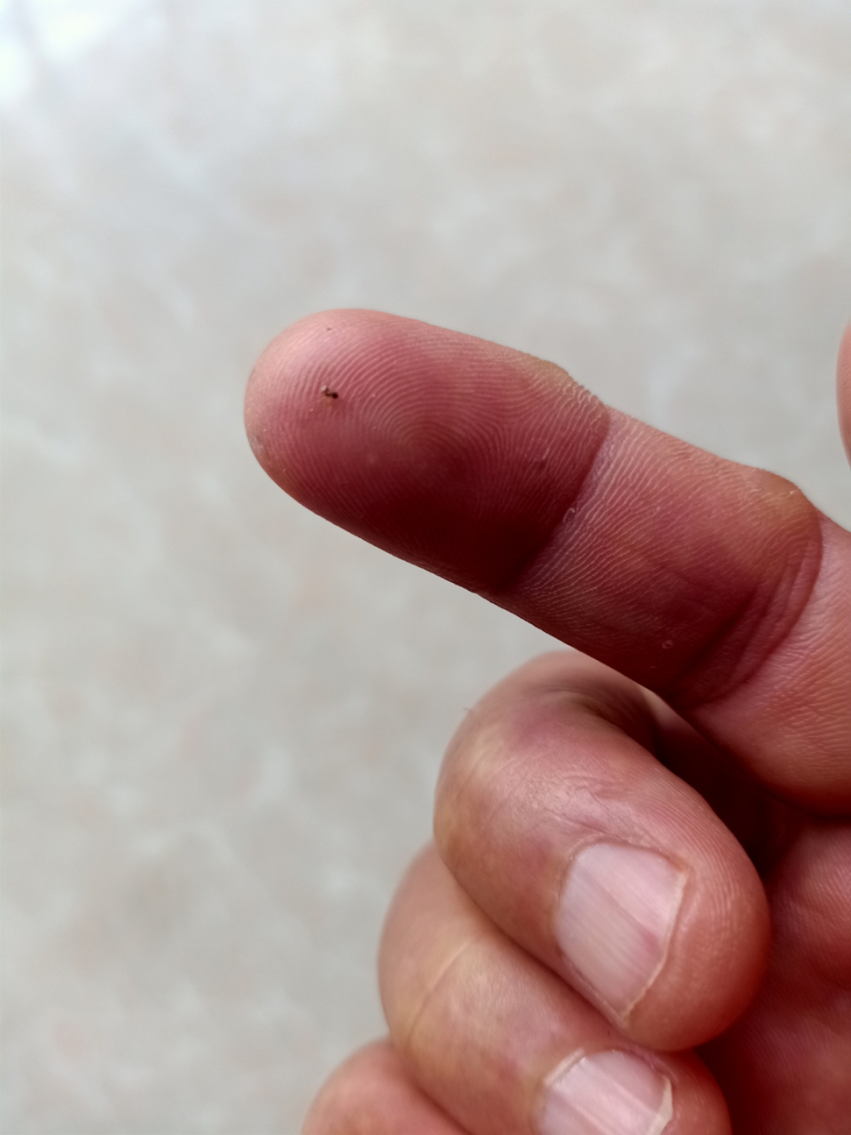 这种小黄蚂蚁,是什么种类,今年家家有