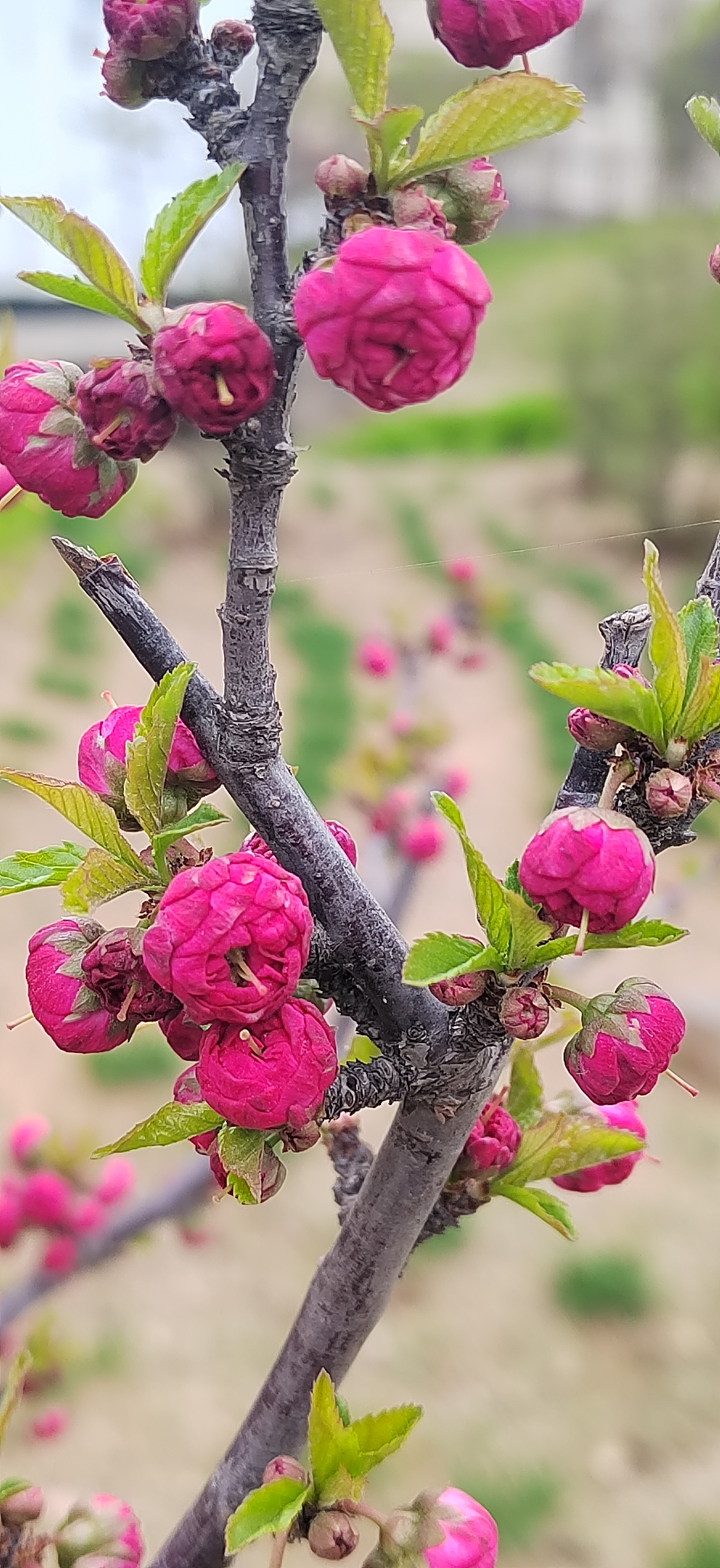 榆叶梅樱花图片