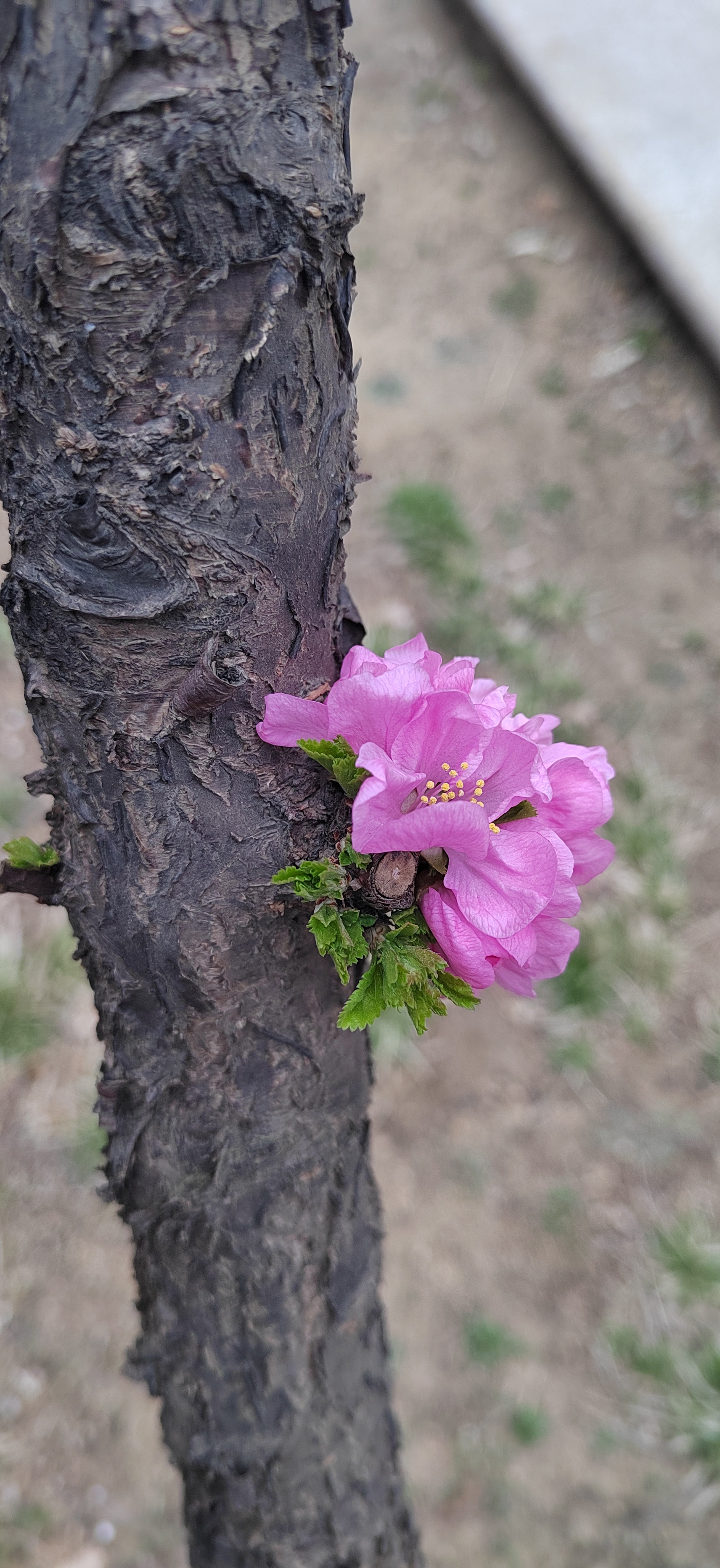 枝头花儿0410 这张图片好美好美呀!