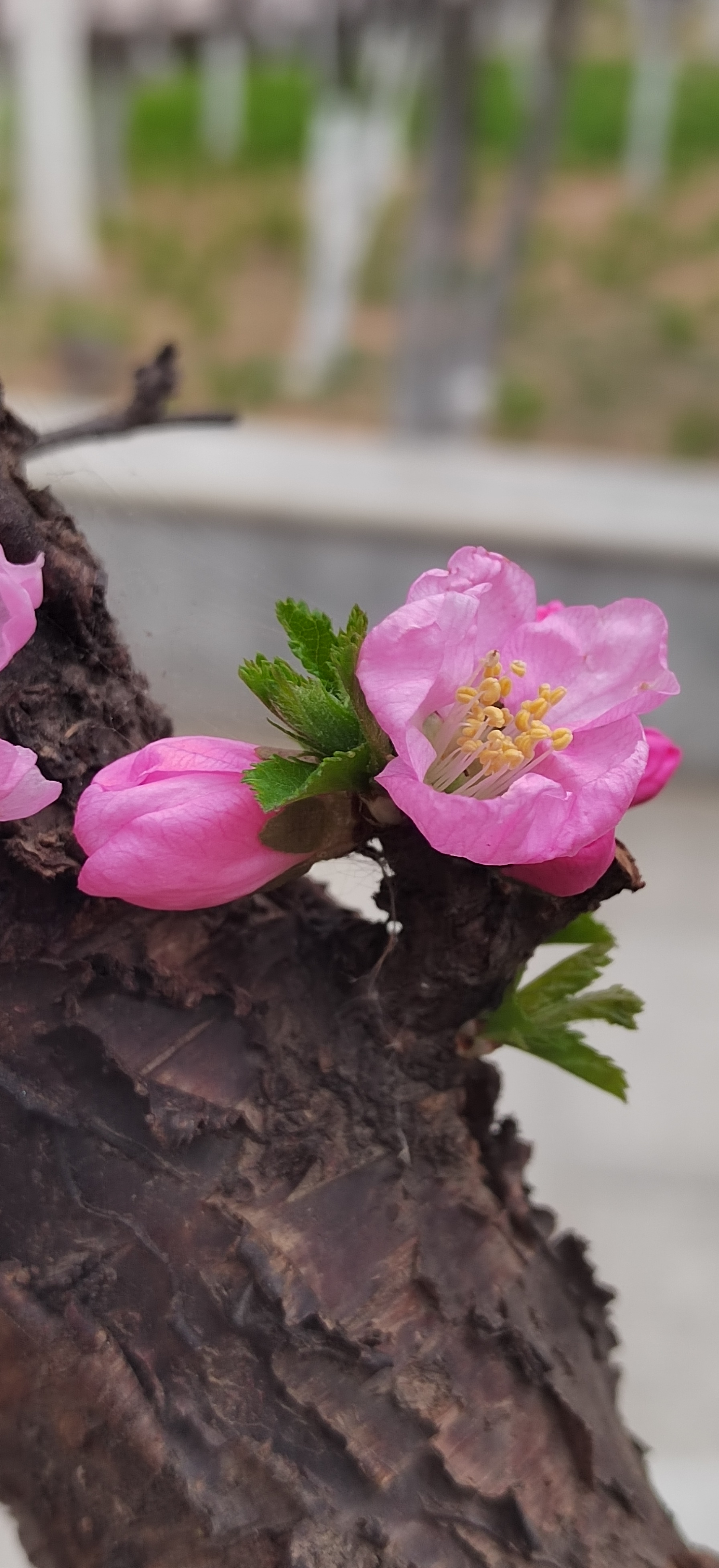 枝头花儿0410 这张图片好美好美呀!