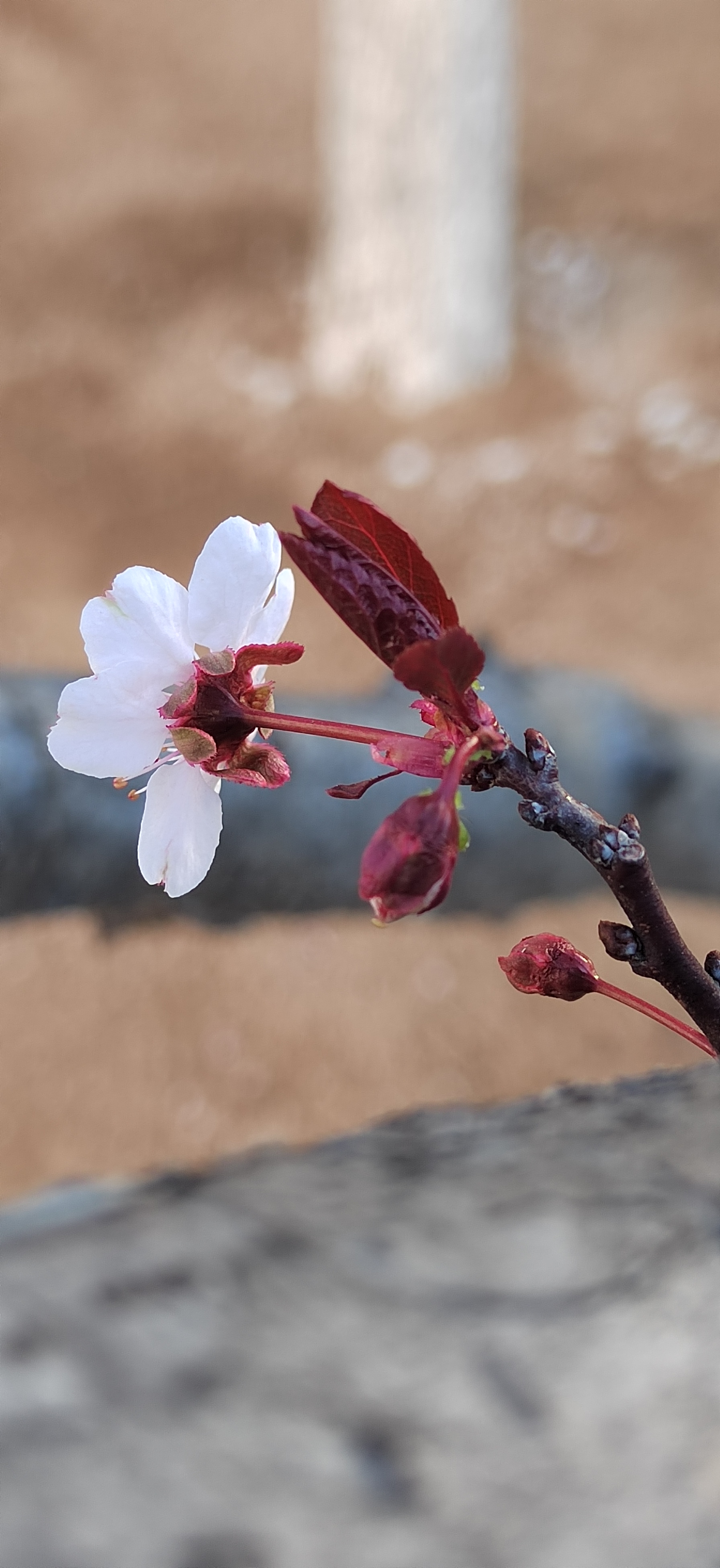 紫叶李花期图片