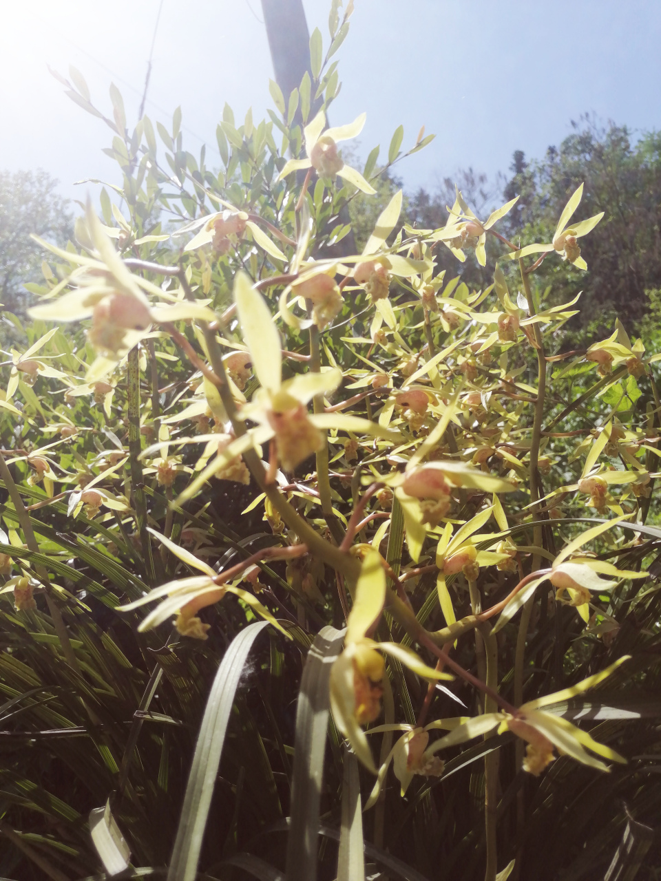 兰草花花团锦簇!